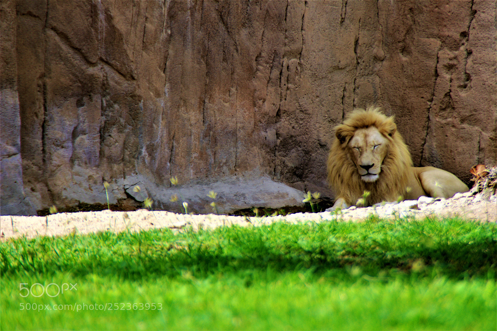 Canon EOS 700D (EOS Rebel T5i / EOS Kiss X7i) sample photo. Lion photography