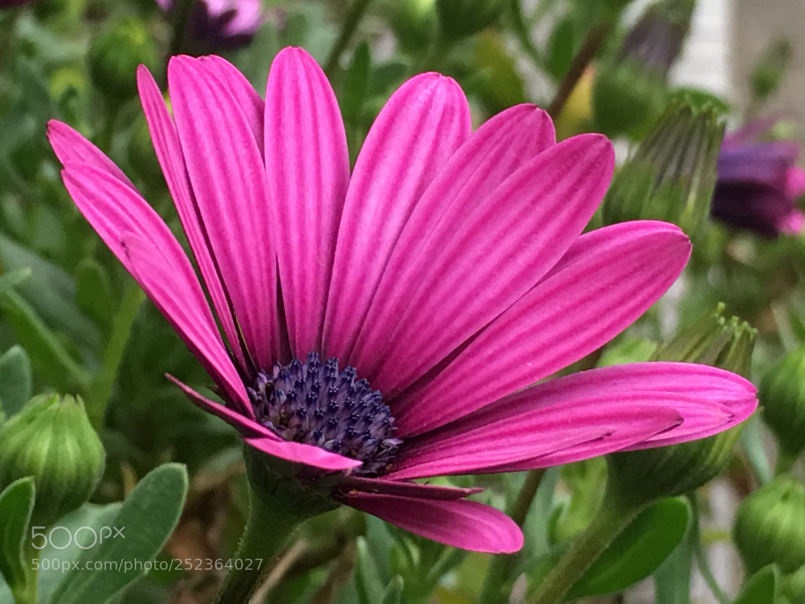 Apple iPhone 6s Plus sample photo. Spring2018 flowers photography