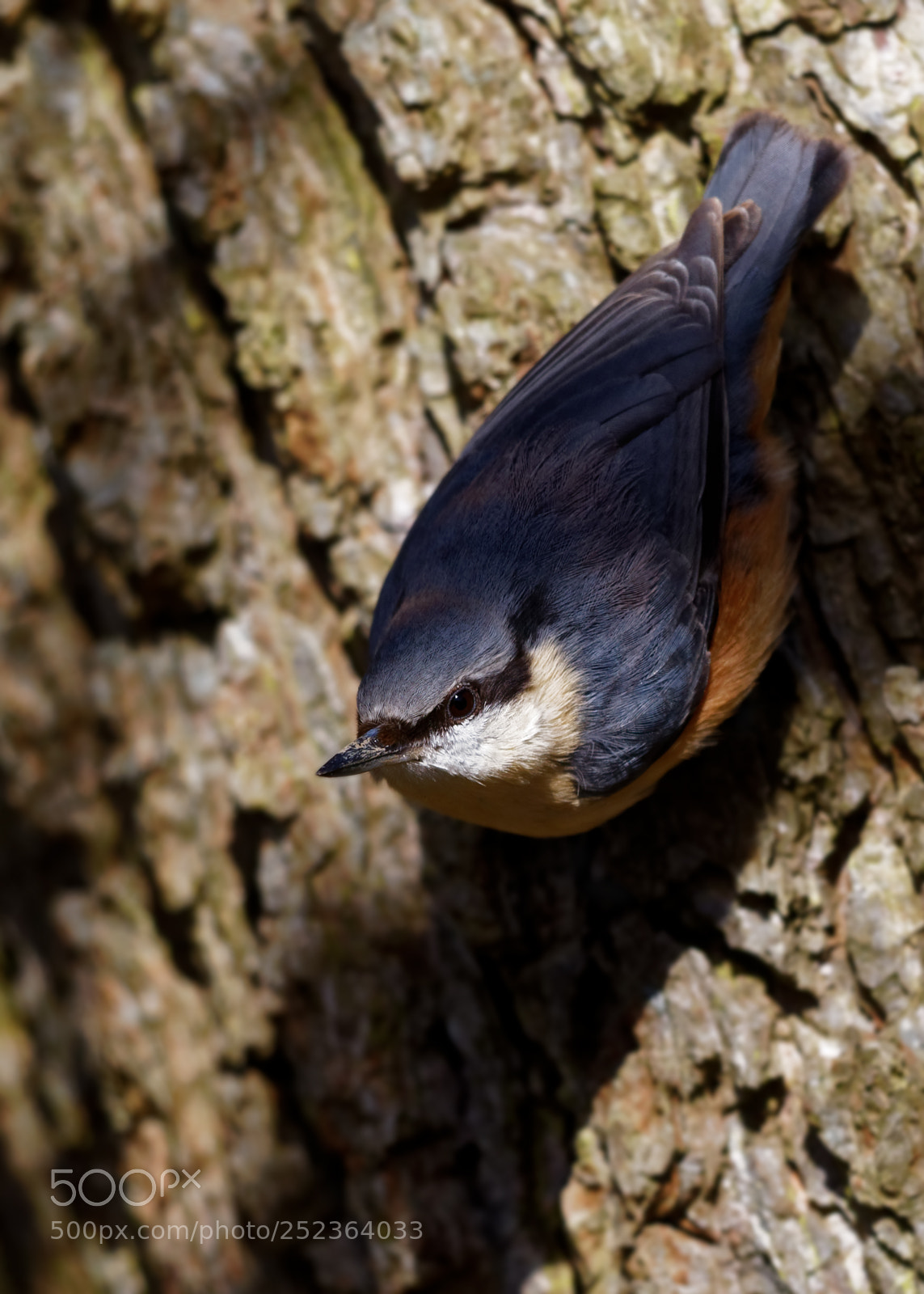 Canon EOS 5D Mark IV sample photo. Nuthatch photography