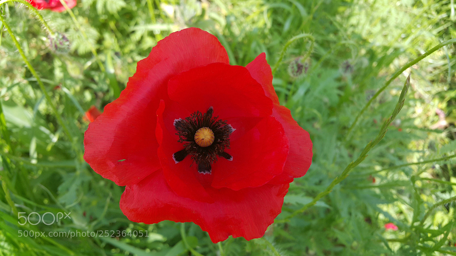 Samsung Galaxy Note4 sample photo. Poppy photography