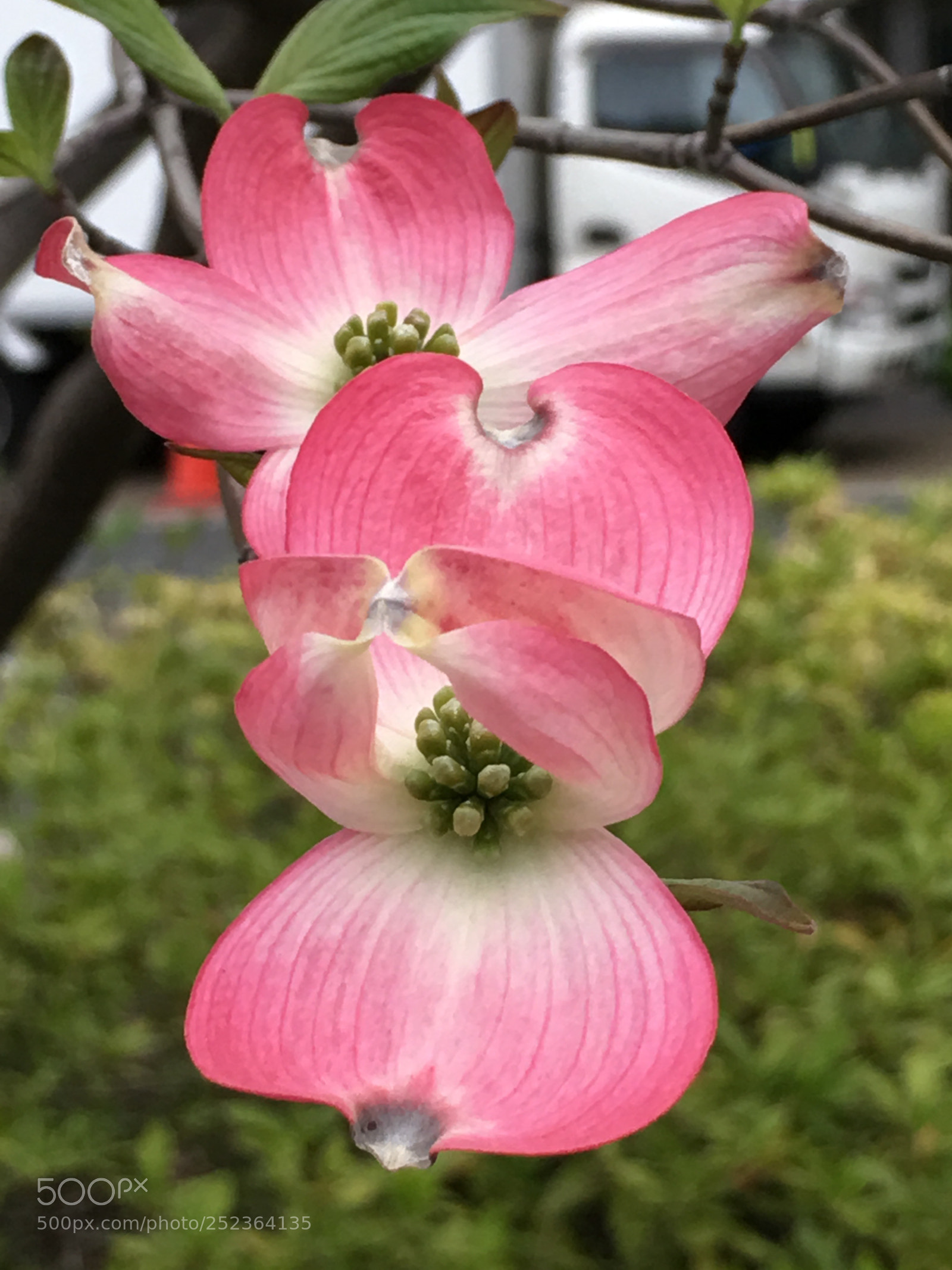 Apple iPhone 6s Plus sample photo. Spring2018 flowers photography