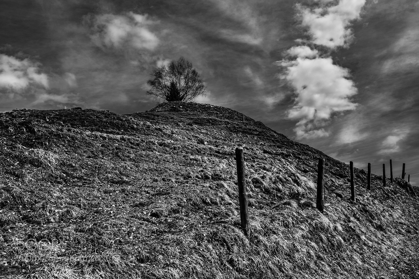 Fujifilm X100S sample photo. Tree on top photography