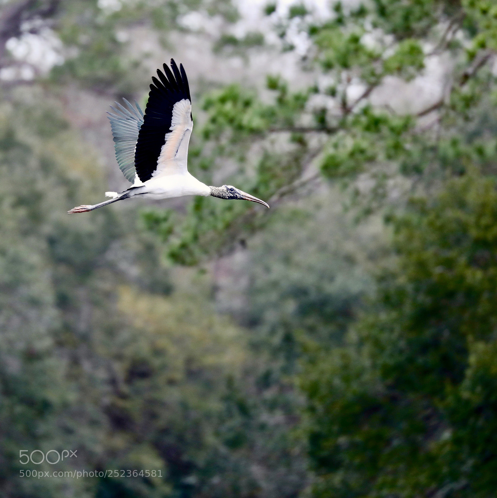 Canon EOS 5D Mark IV sample photo. Wood stork photography