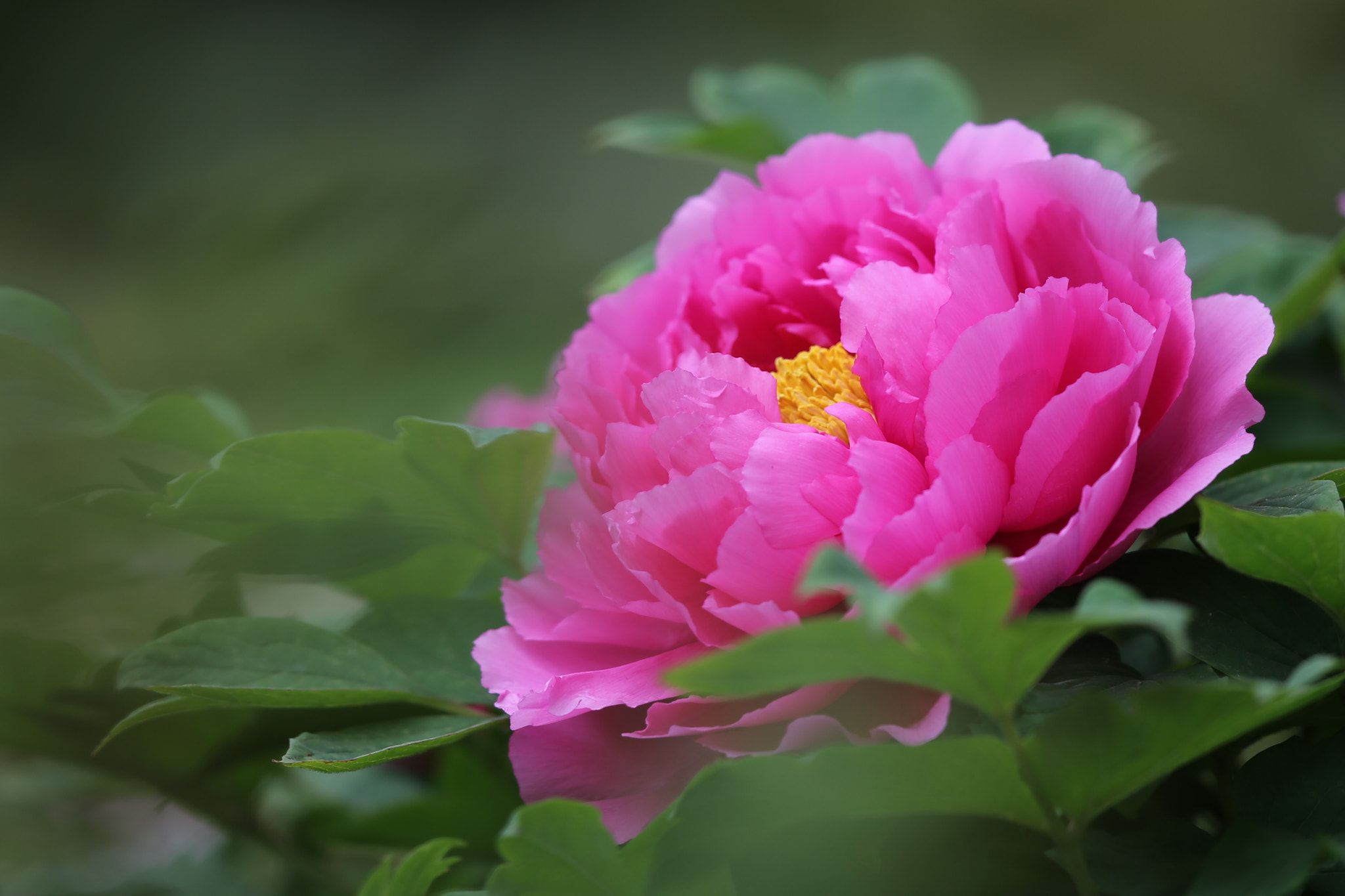 Canon EF 600mm F4L IS II USM sample photo