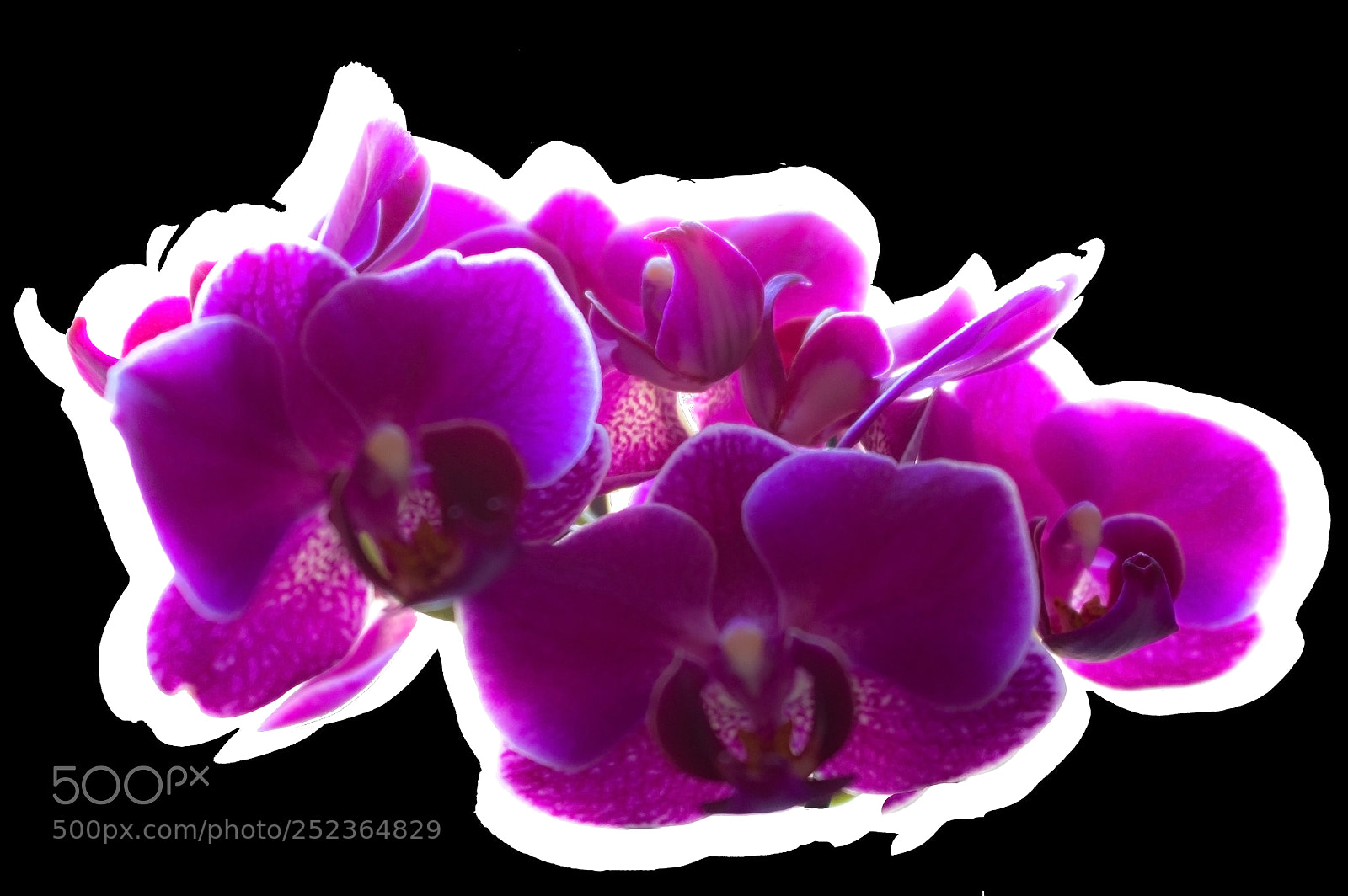 Canon EOS 700D (EOS Rebel T5i / EOS Kiss X7i) sample photo. Artistic orchid photography