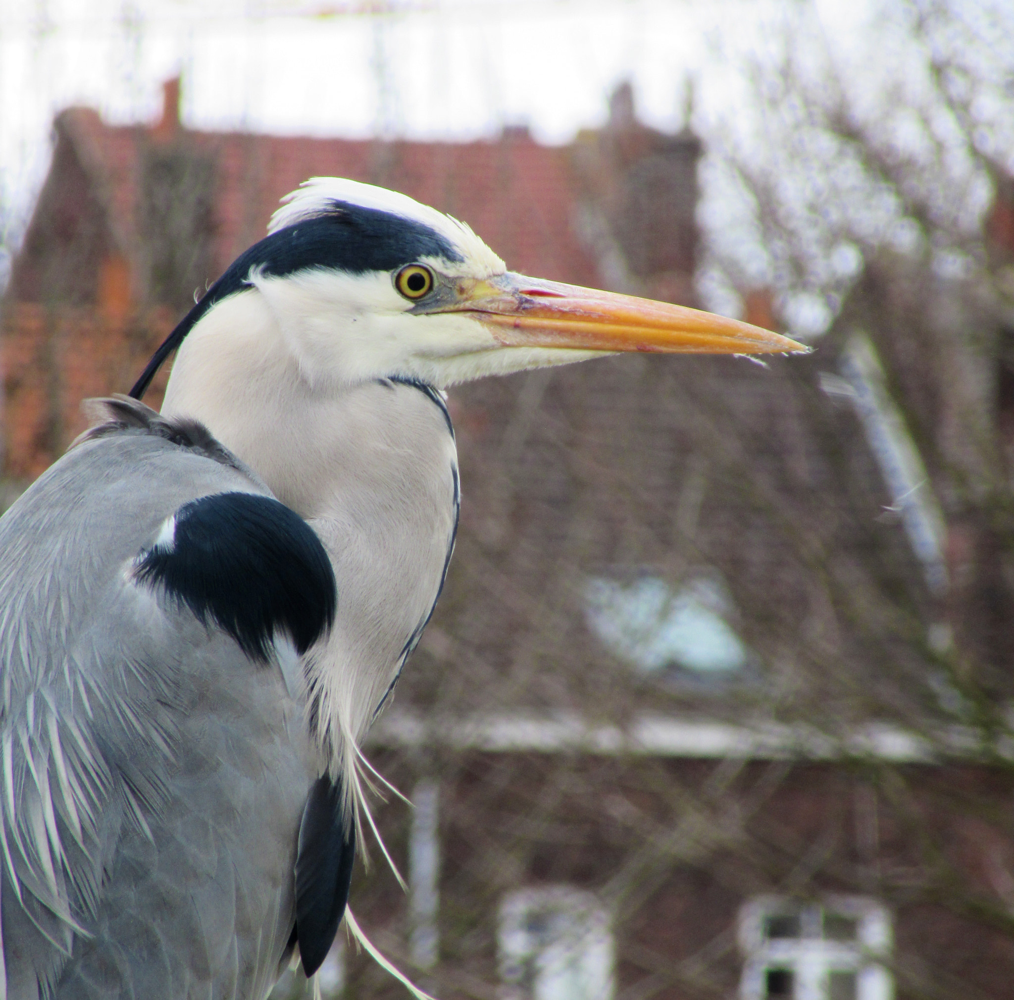 Canon PowerShot SX600 HS sample photo. Super heron photography