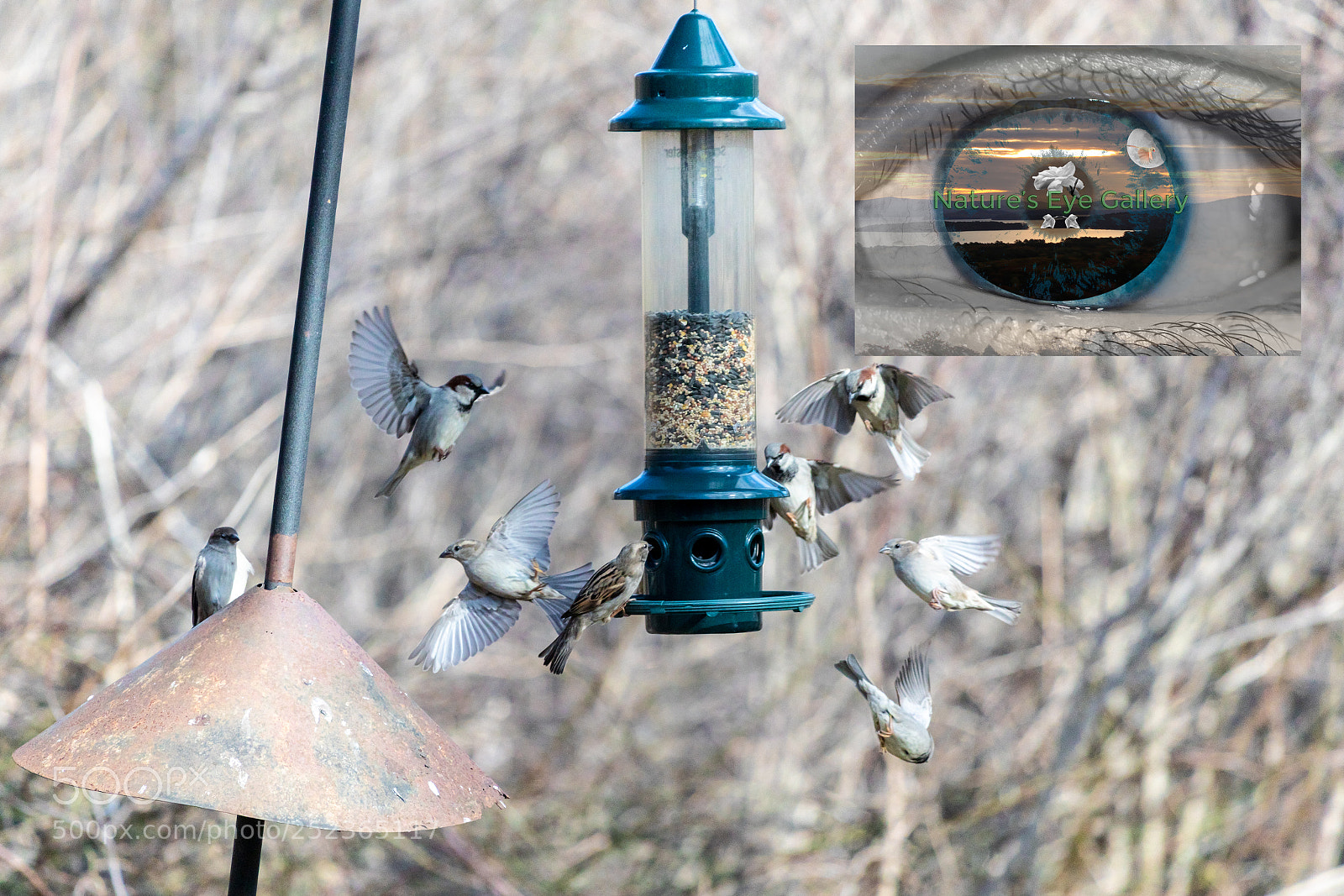 Canon EOS 5D Mark IV sample photo. Half dozen sparrows photography