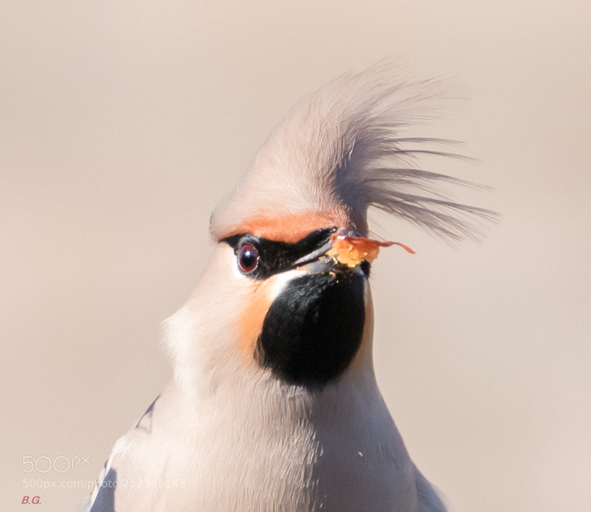 Canon EOS 80D sample photo. Pestvogel portret 2 photography