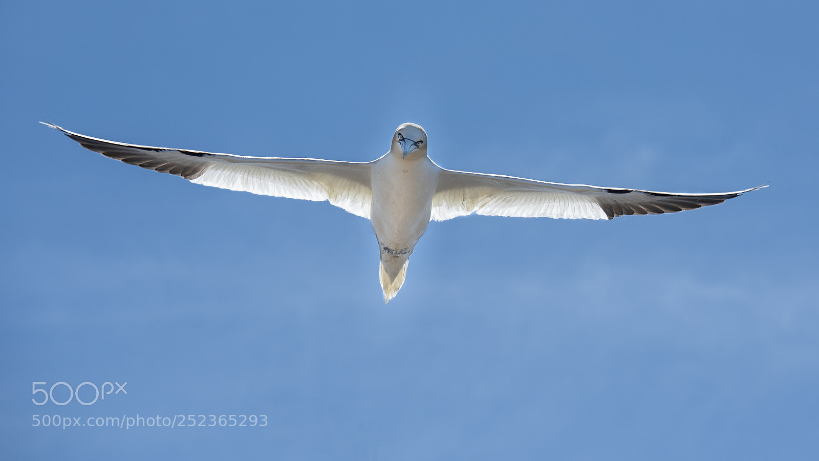 Nikon D810 sample photo. Soaring photography