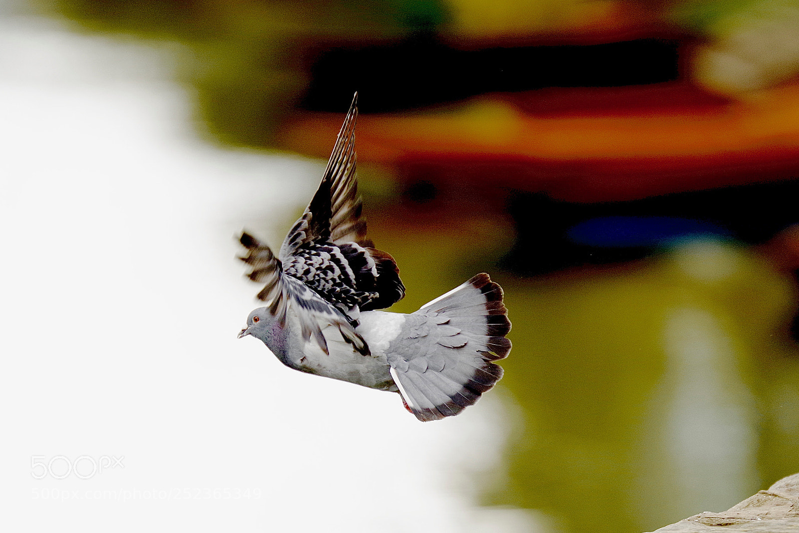 Pentax K-1 sample photo. Pigeon take off photography