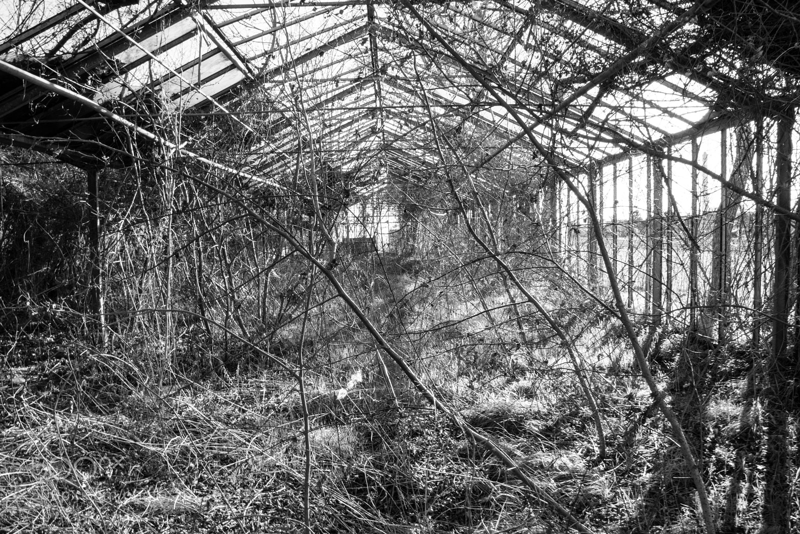 Nikon D5300 sample photo. Old glasshouse_02 photography