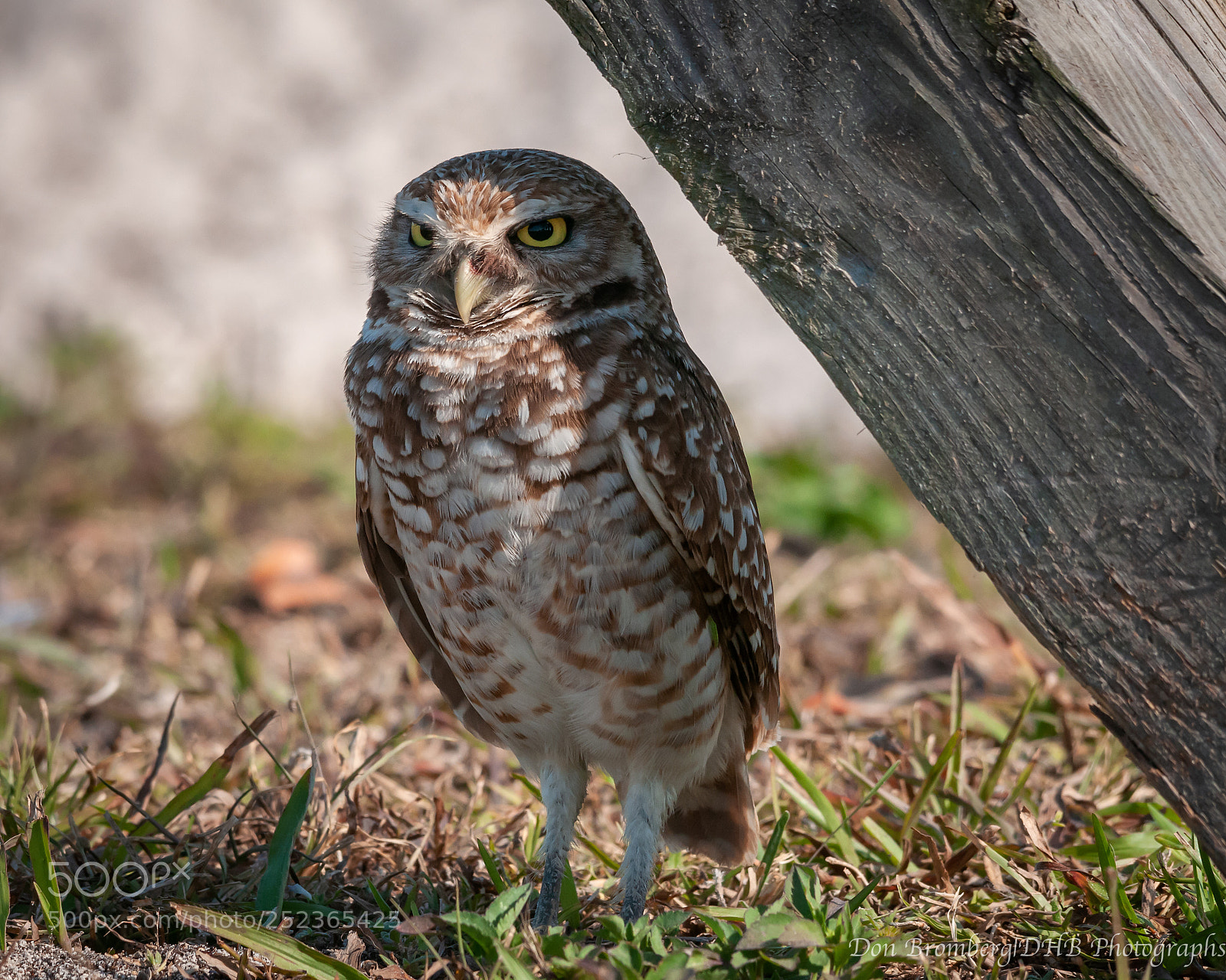 Nikon D300S sample photo. Burrowing owl 2 photography