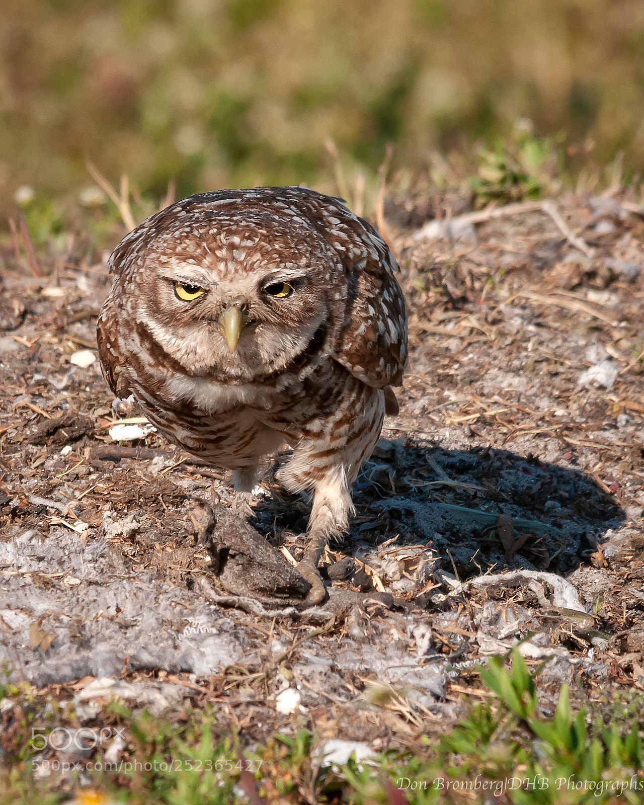 Nikon D300S sample photo. Burrowing owl 1 photography
