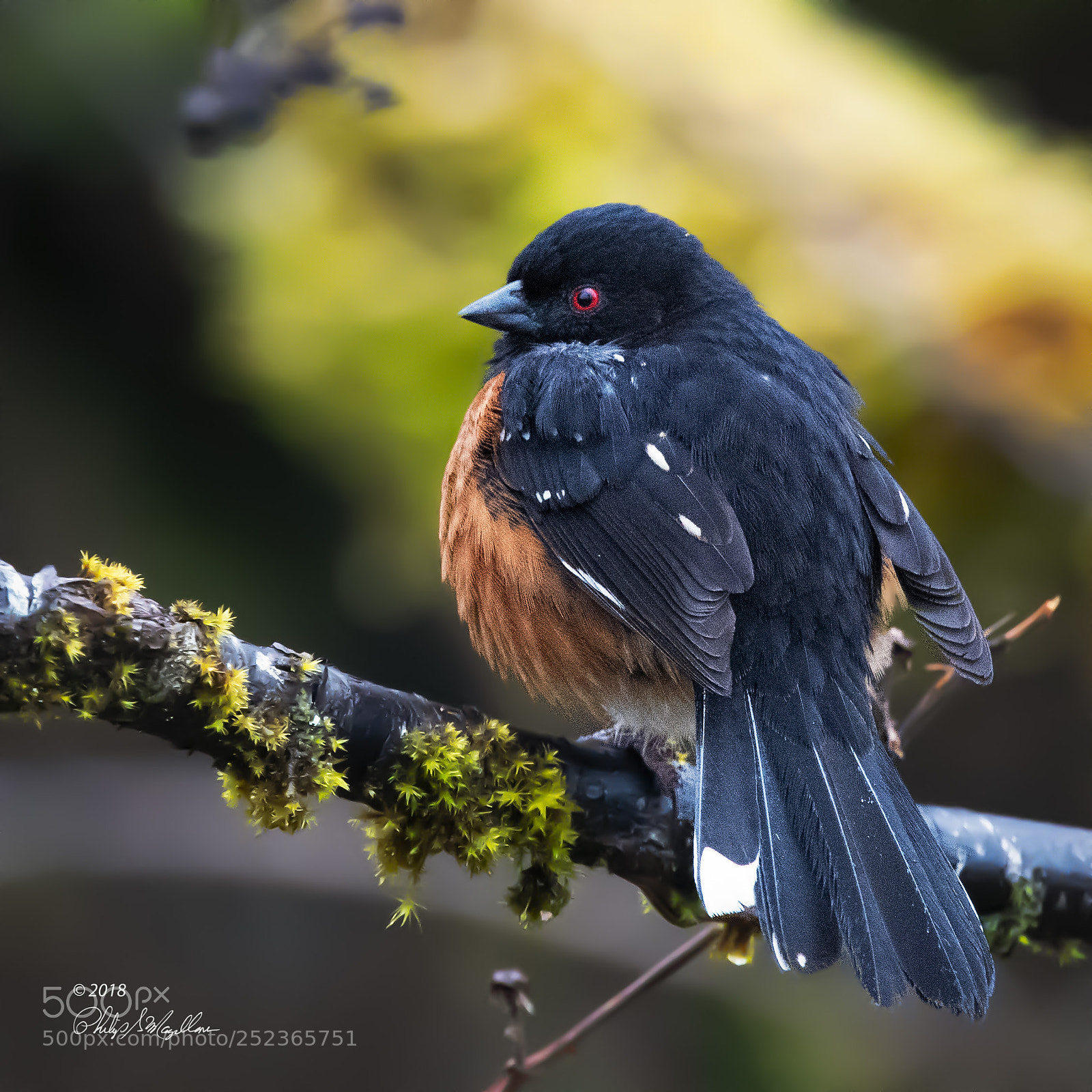 Nikon D500 sample photo. Spotted towhee photography