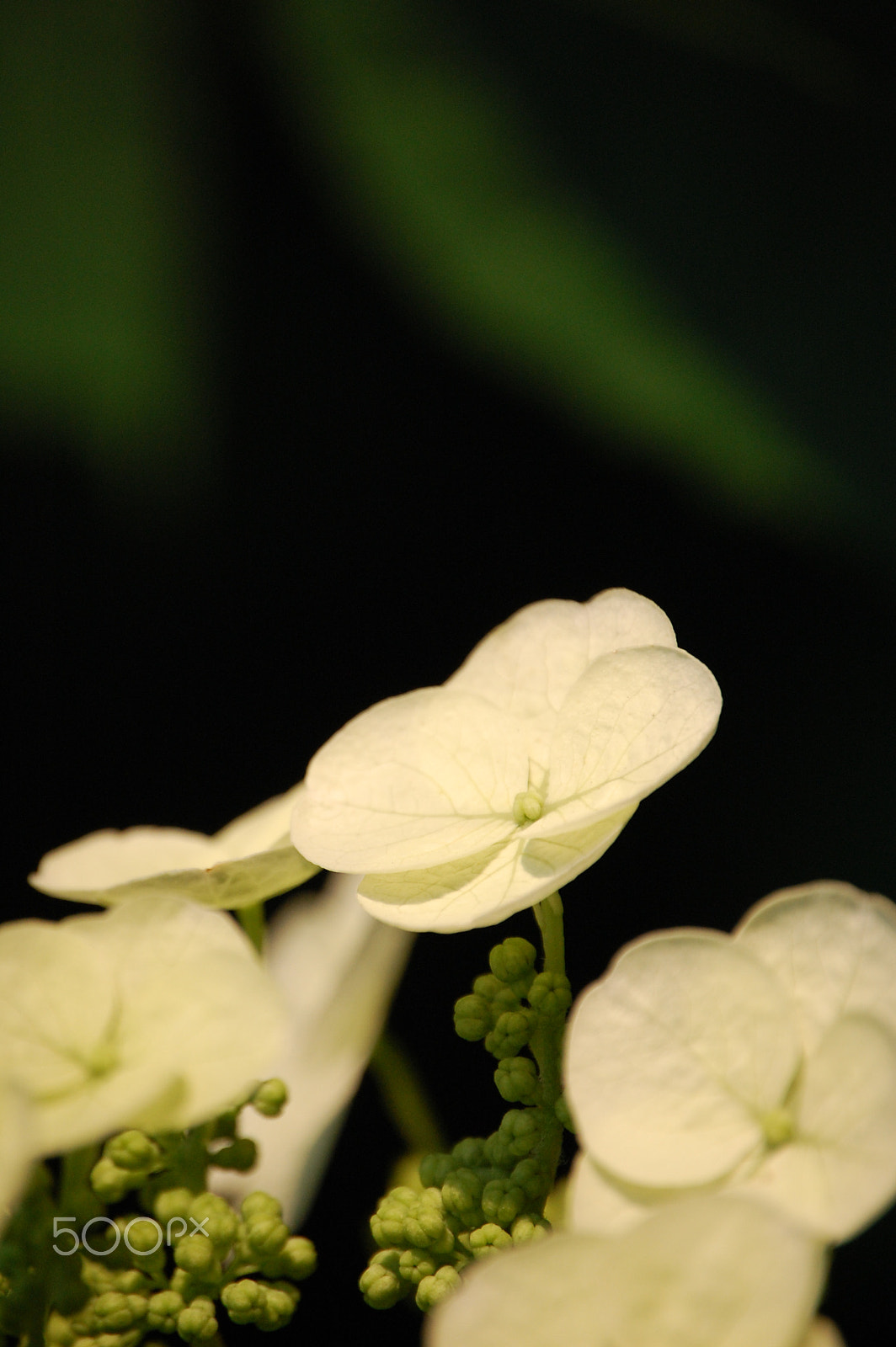 Nikon D40 sample photo. Oak hydrangea photography