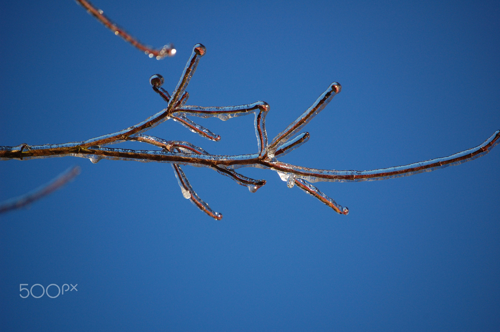 Nikon D40 sample photo. Icy branch photography