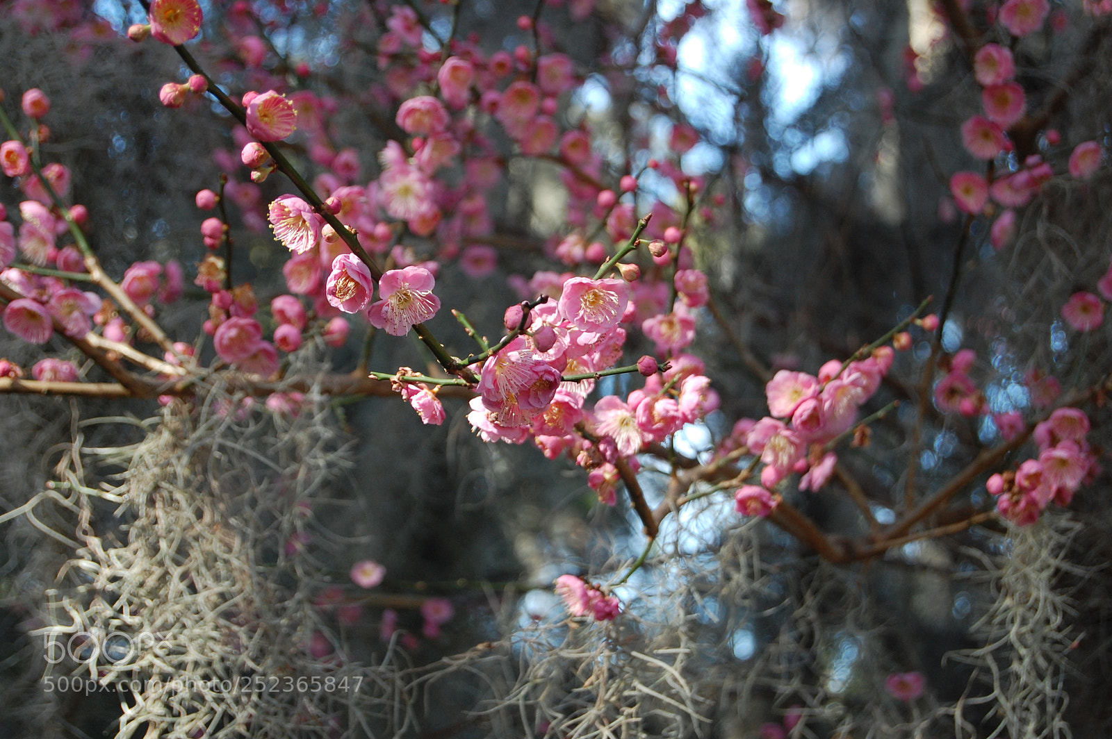 Nikon D40 sample photo. Cherry blossoms photography