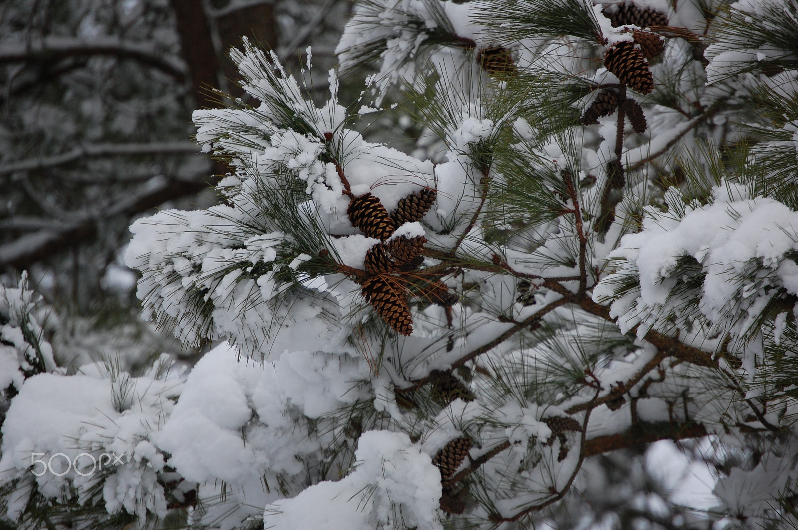 Nikon D40 sample photo. Snowy pine branch photography
