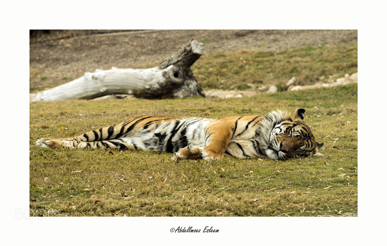 Nikon D800 sample photo. Tiger photography