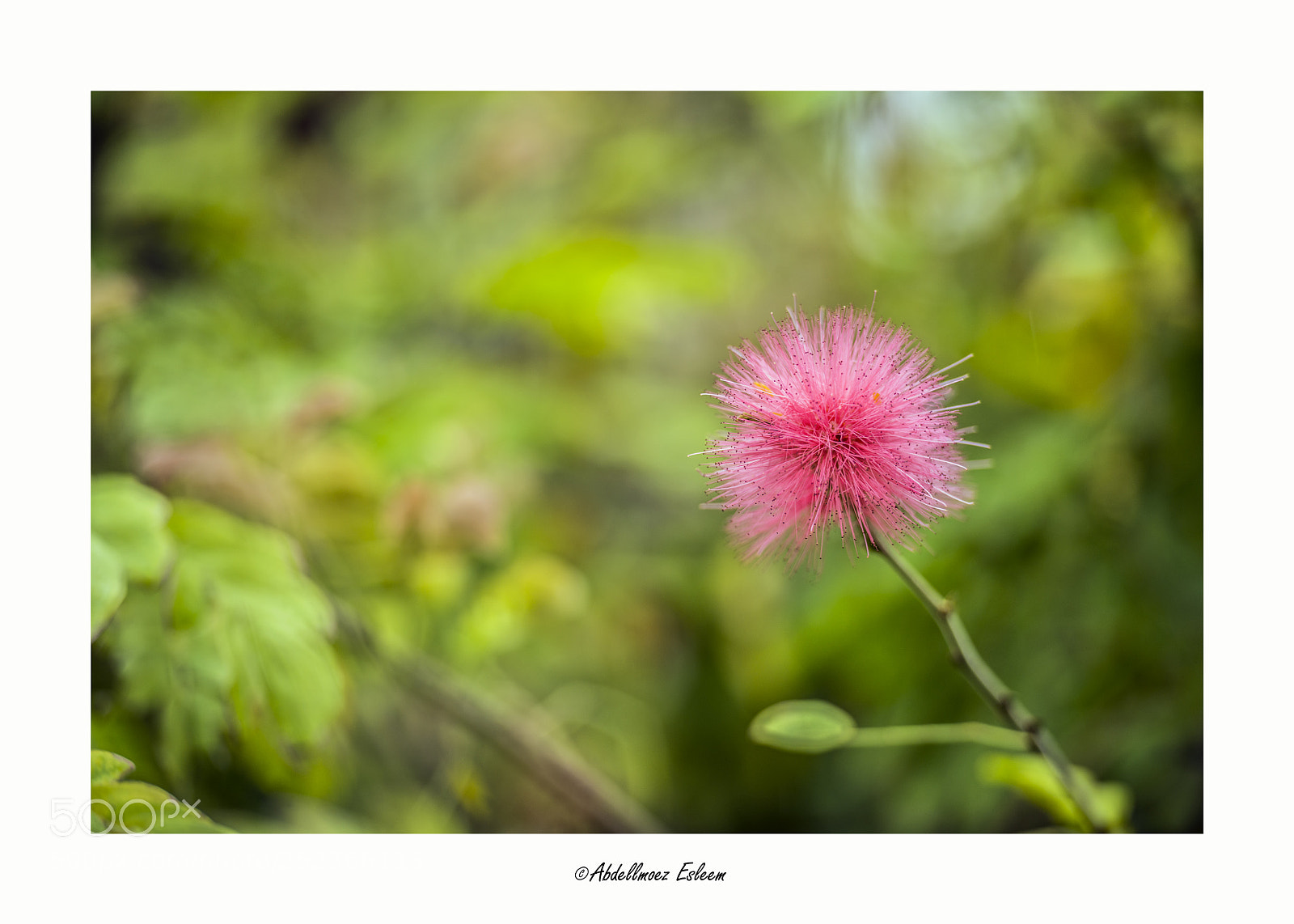 Nikon D800 sample photo. Mimosa flower calliandra haematocephala photography