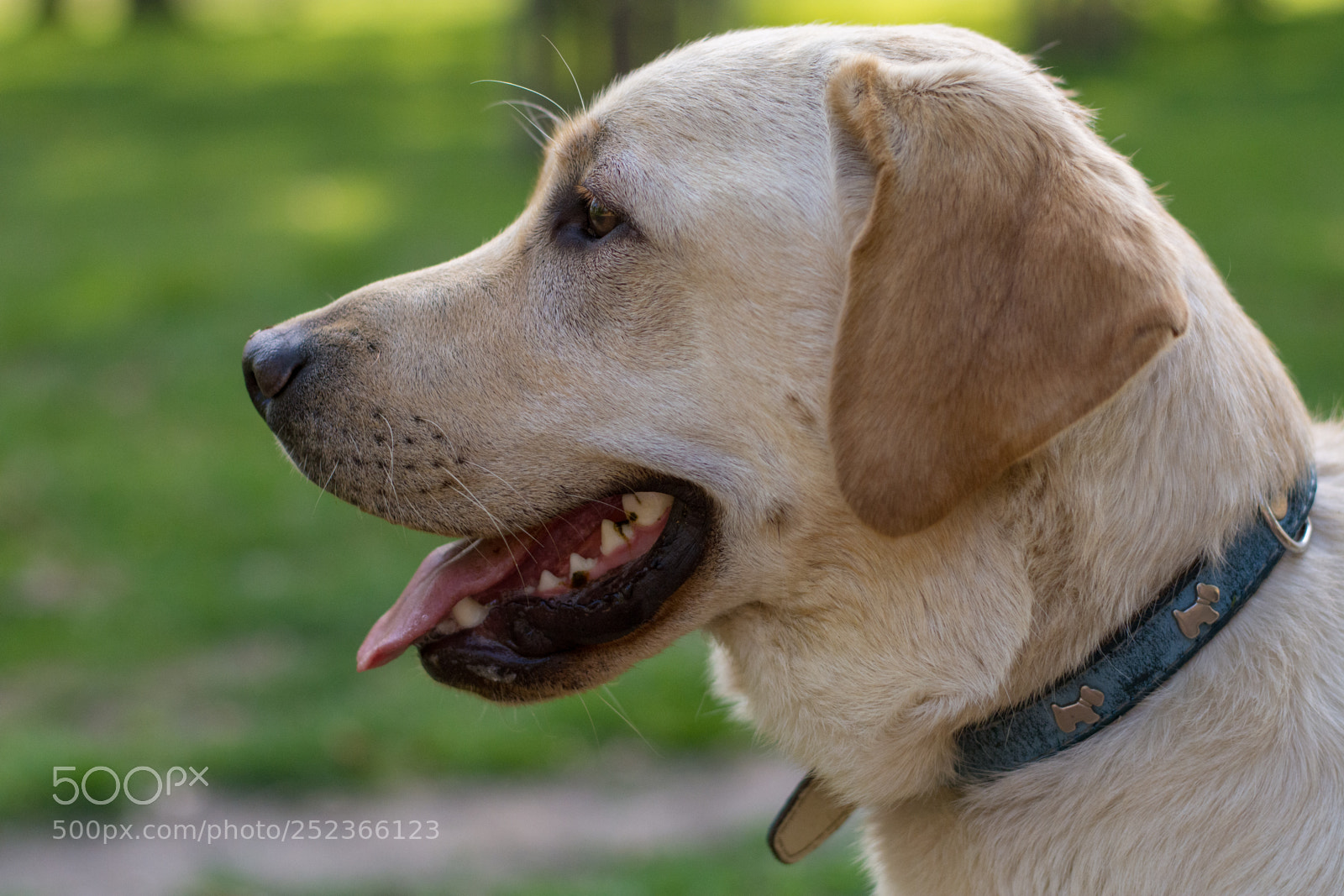 Nikon D7100 sample photo. Labrador retriever photography
