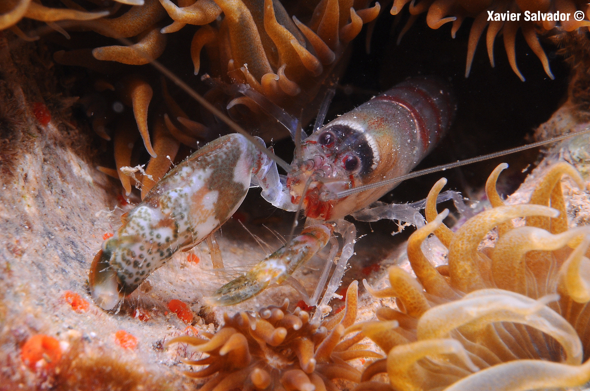 Nikon AF-S Micro-Nikkor 60mm F2.8G ED sample photo. Pistol shrimp photography