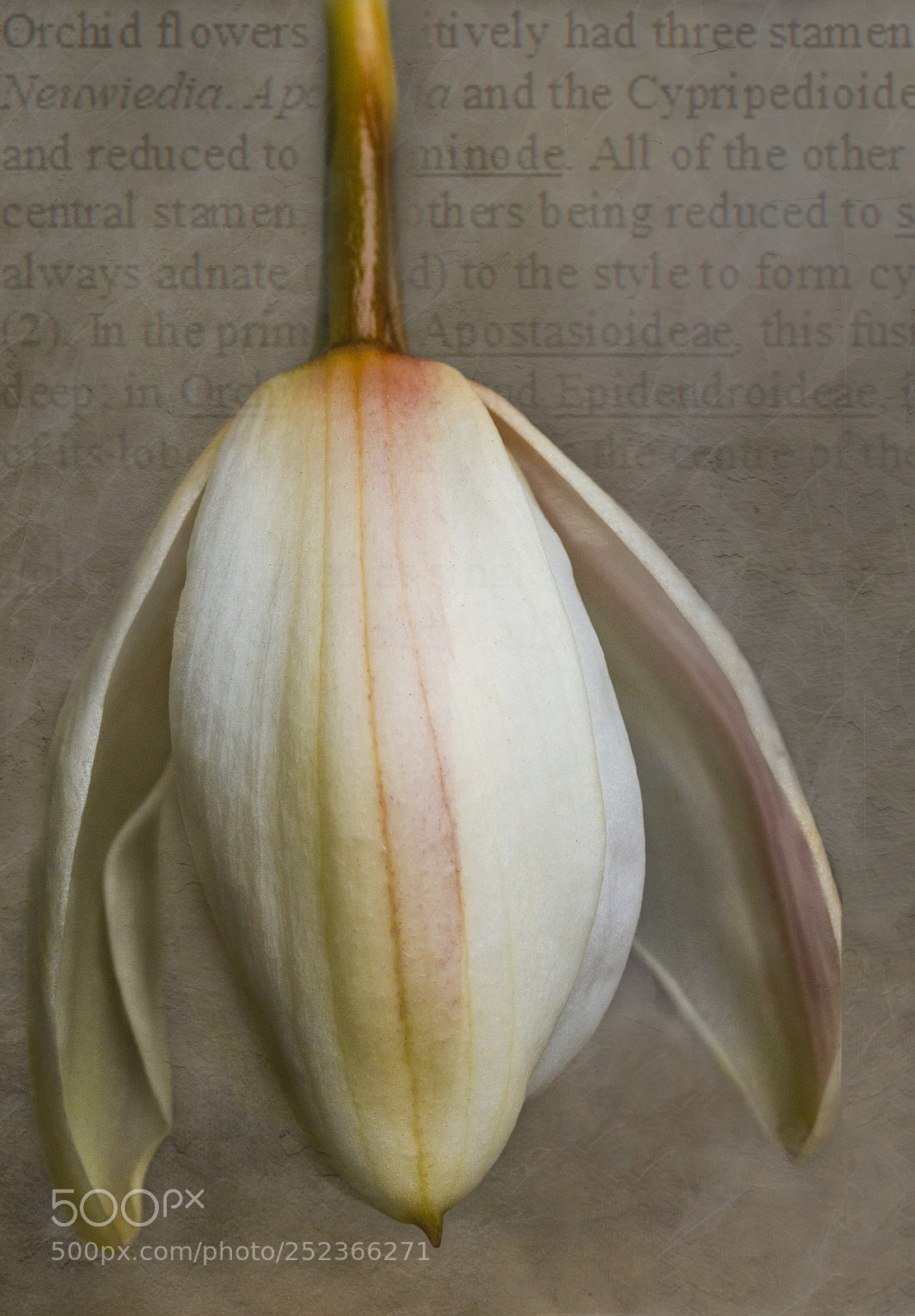 Canon EOS 70D sample photo. Cymbidium orchid bud photography