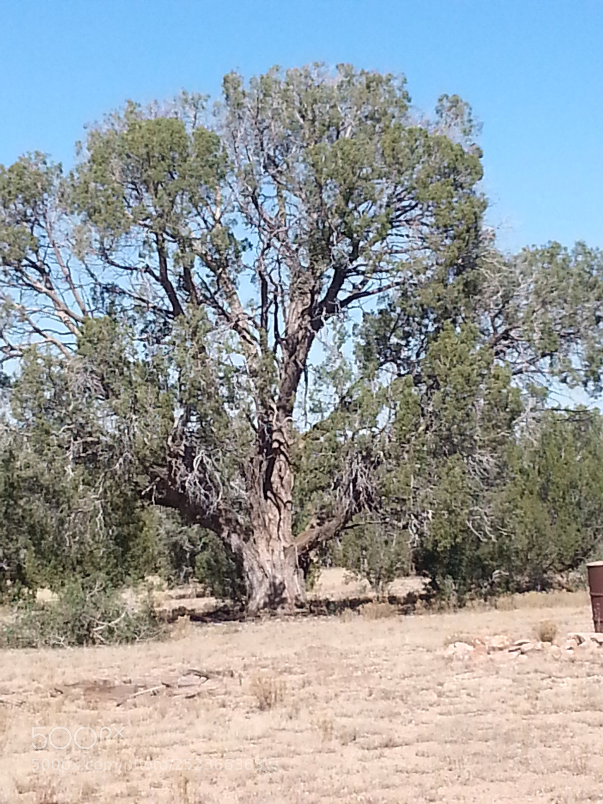 Samsung Galaxy Note2 sample photo. Huge tree in arizona photography