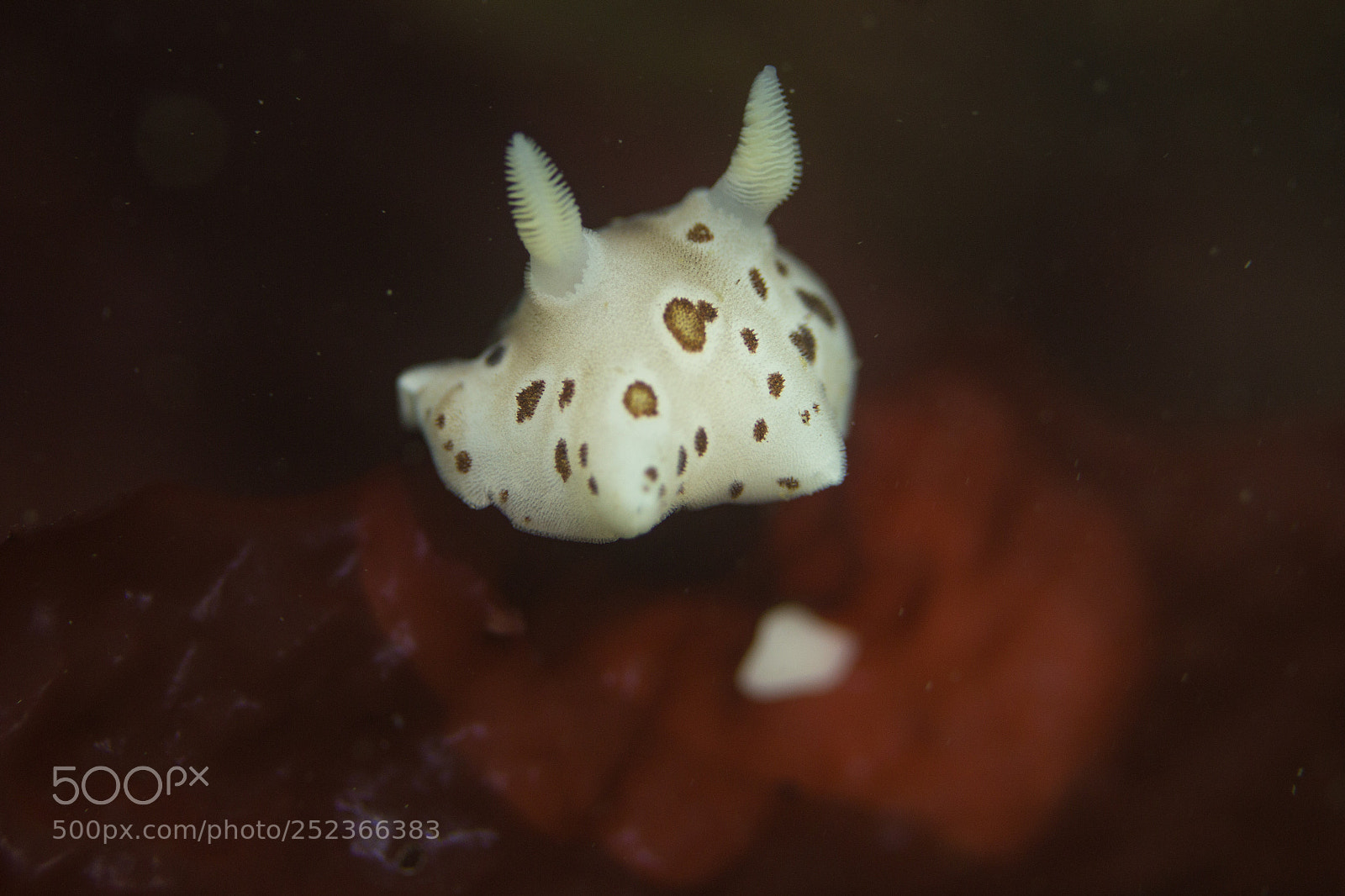 Canon EOS 100D (EOS Rebel SL1 / EOS Kiss X7) sample photo. Spotted ring nudibranch photography