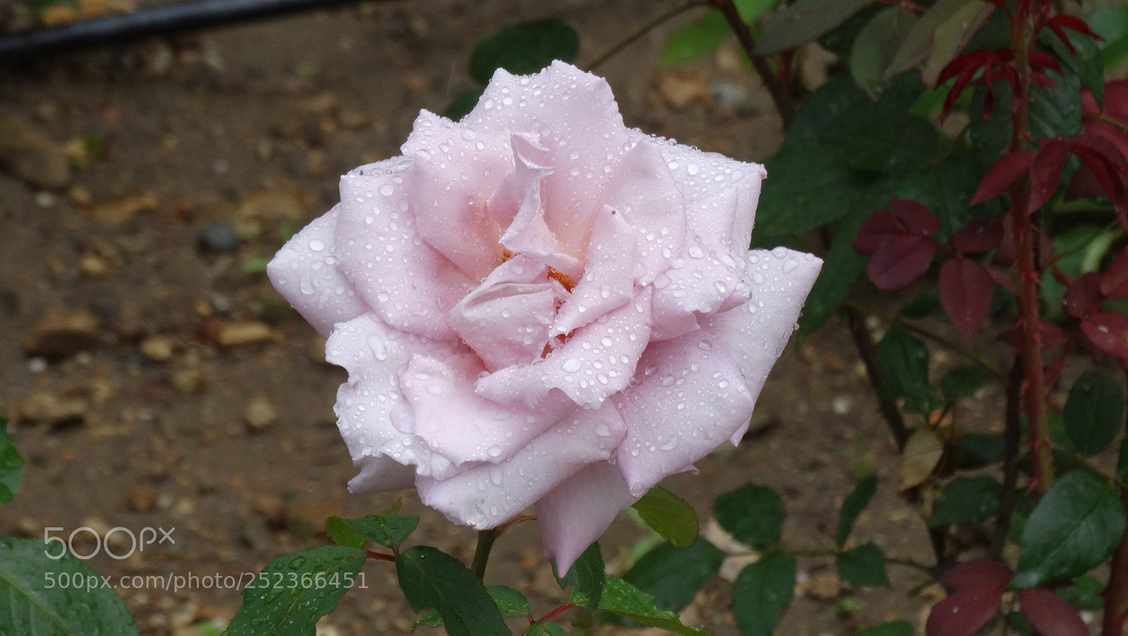 Sony Cyber-shot DSC-HX300 sample photo. Rose photography