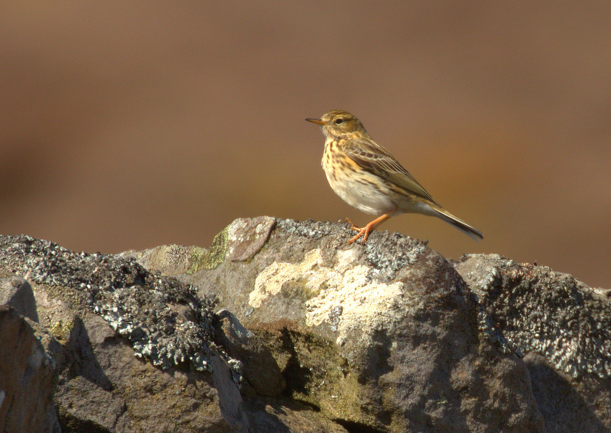 Canon EOS 7D Mark II + Canon EF 100-400mm F4.5-5.6L IS II USM sample photo. Meadow pipit photography