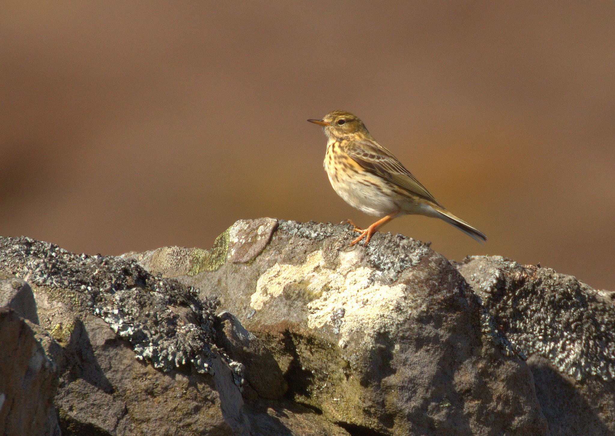 Canon EOS 7D Mark II sample photo. Meadow pipit photography