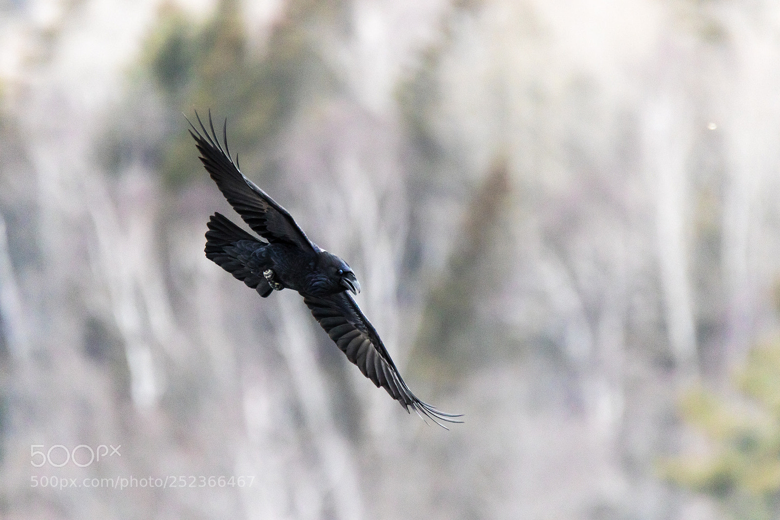 Canon EOS 7D Mark II sample photo. Raven photography