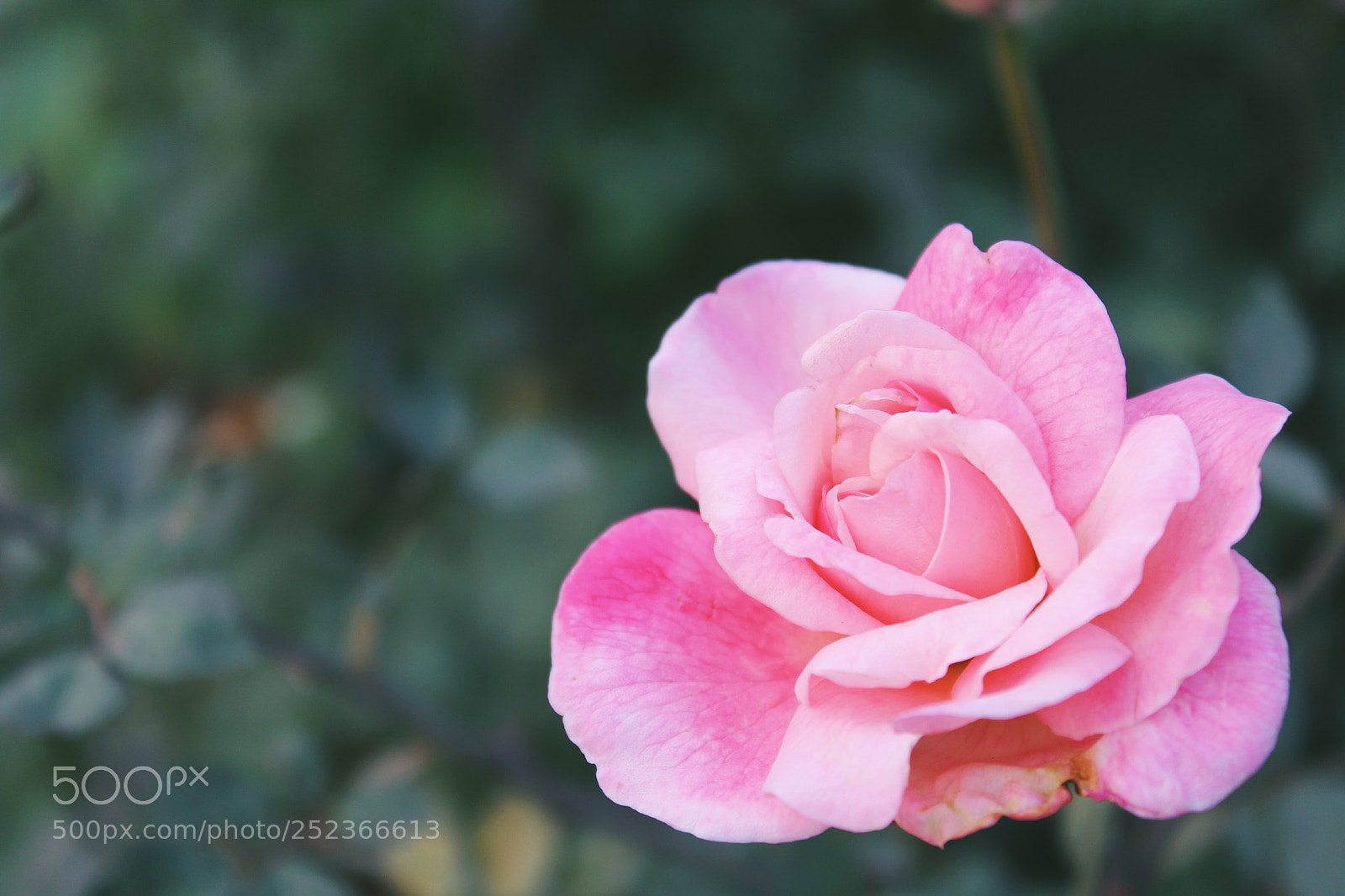 Canon EOS 1200D (EOS Rebel T5 / EOS Kiss X70 / EOS Hi) sample photo. Pink rose photography
