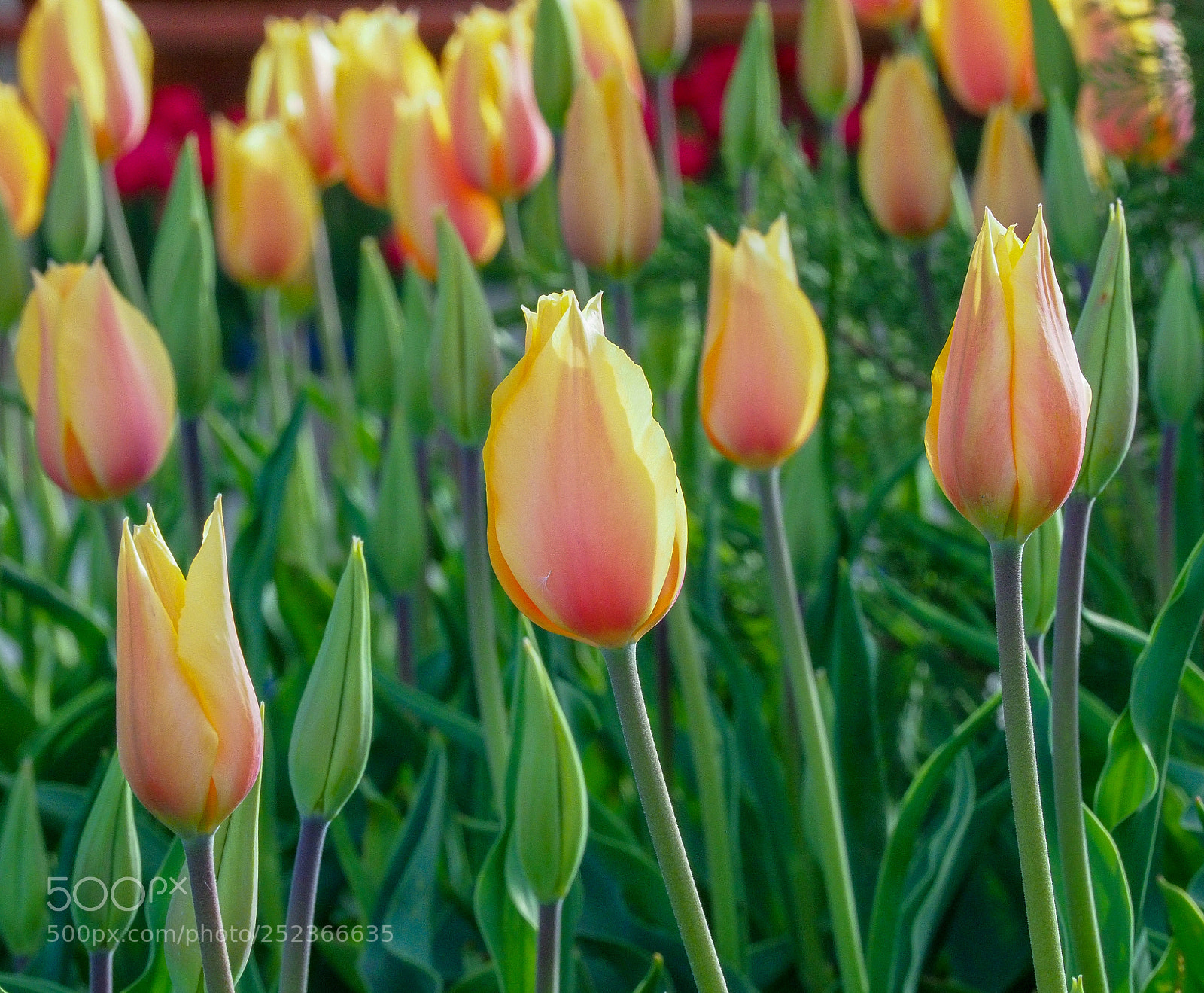 Olympus OM-D E-M1 Mark II sample photo. Olympus digital camera photography
