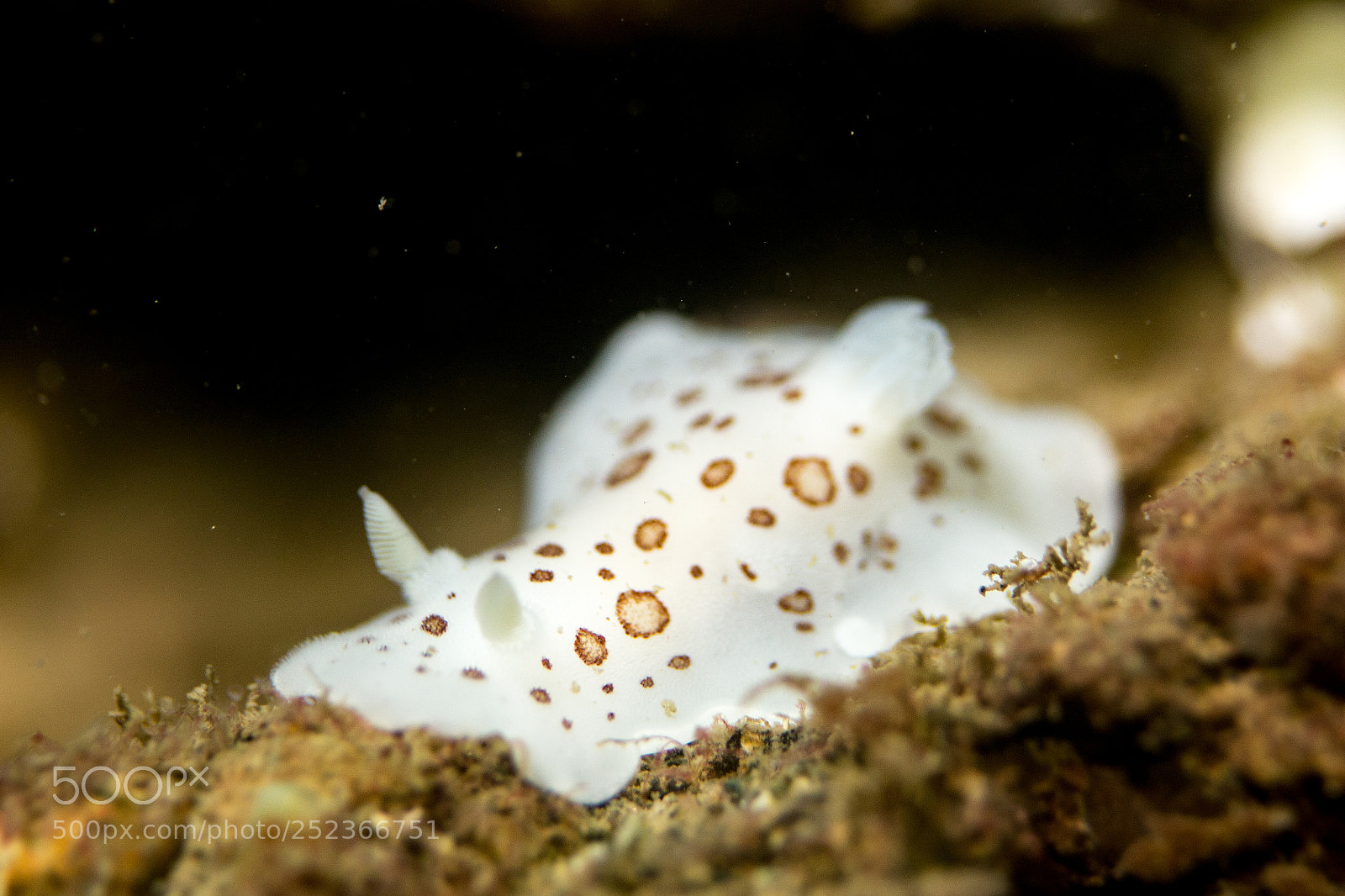 Canon EOS 100D (EOS Rebel SL1 / EOS Kiss X7) sample photo. Doris nudibranch photography