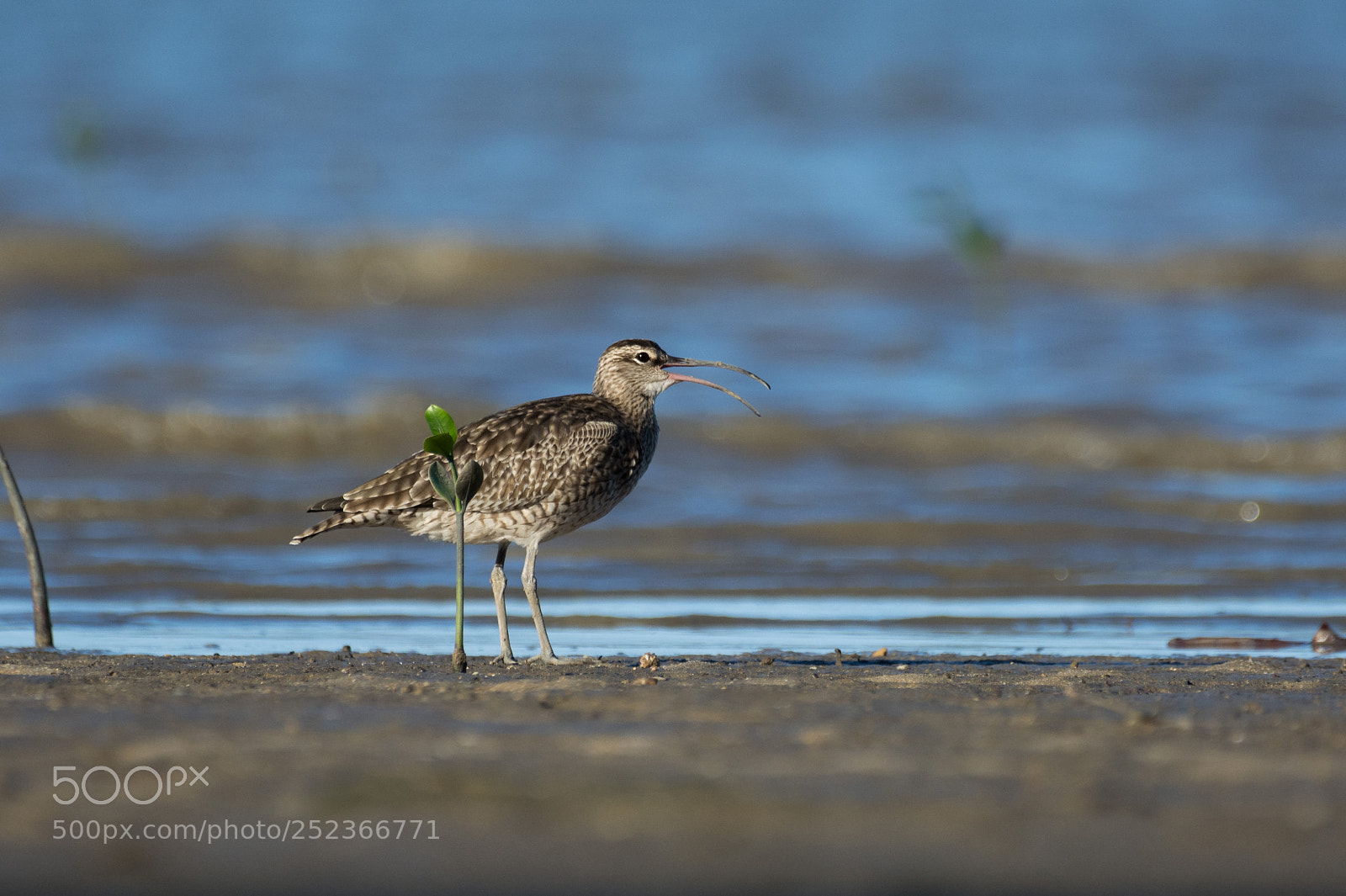 Nikon D5200 sample photo. Whimbrel at sunset photography
