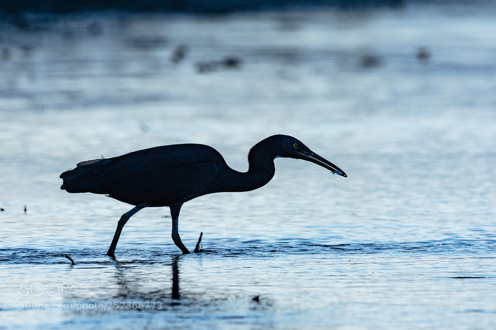 Nikon D5200 sample photo. Grey morph eastern reef photography