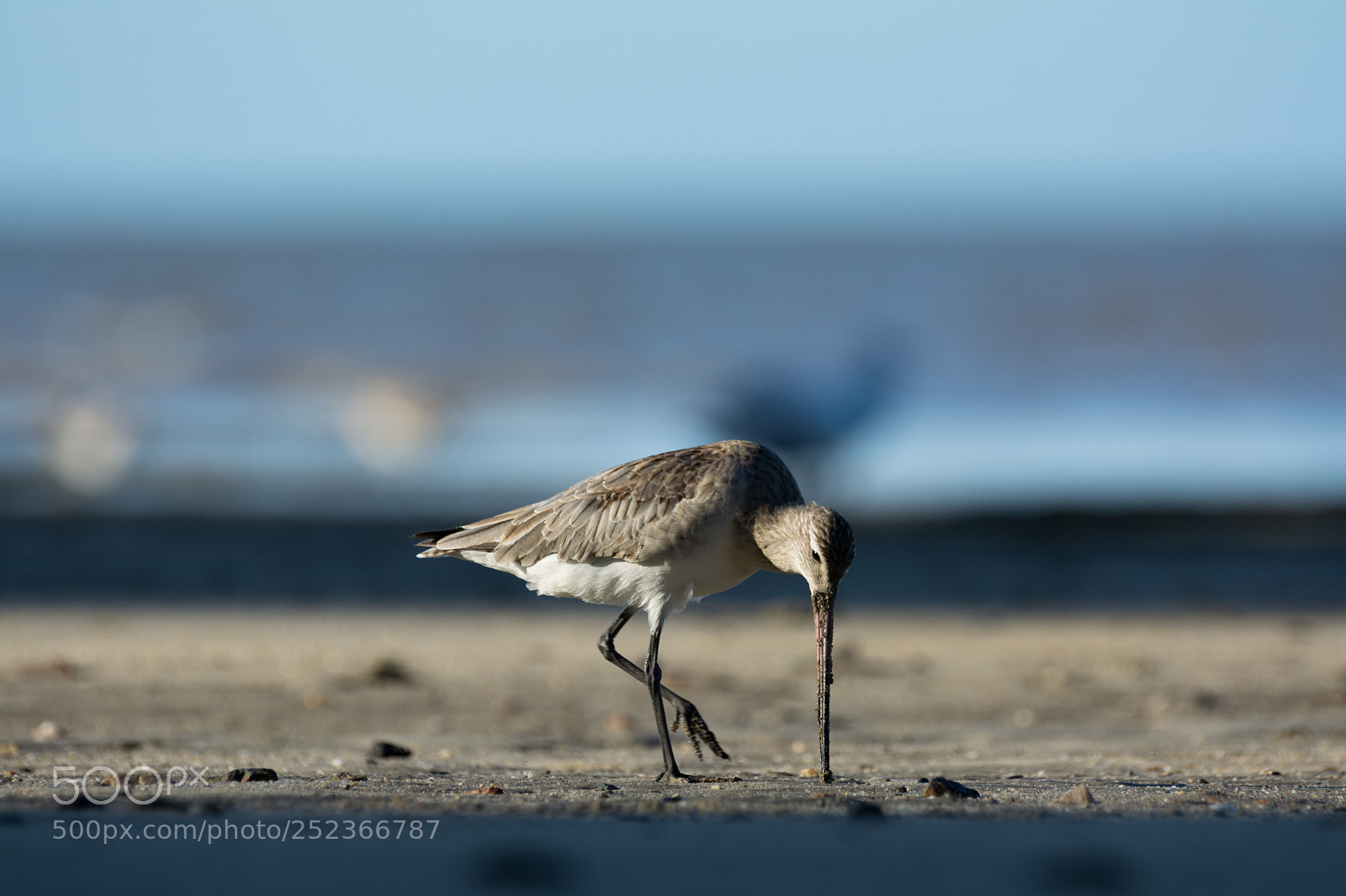 Nikon D5200 sample photo. Black-tailed godwit photography