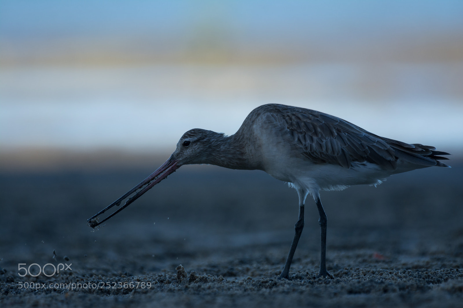 Nikon D5200 sample photo. Black-tailed godwit photography