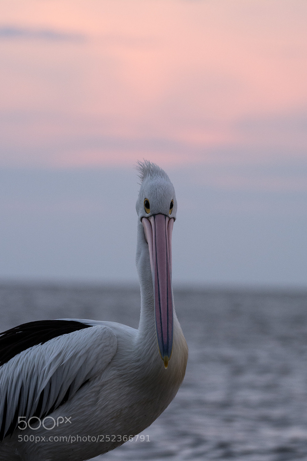 Nikon D5200 sample photo. Australian pelican photography