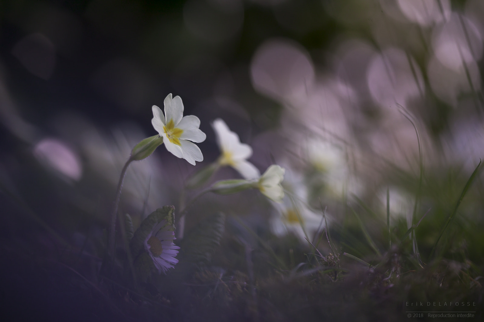 Canon EOS-1Ds sample photo. Primeveres photography