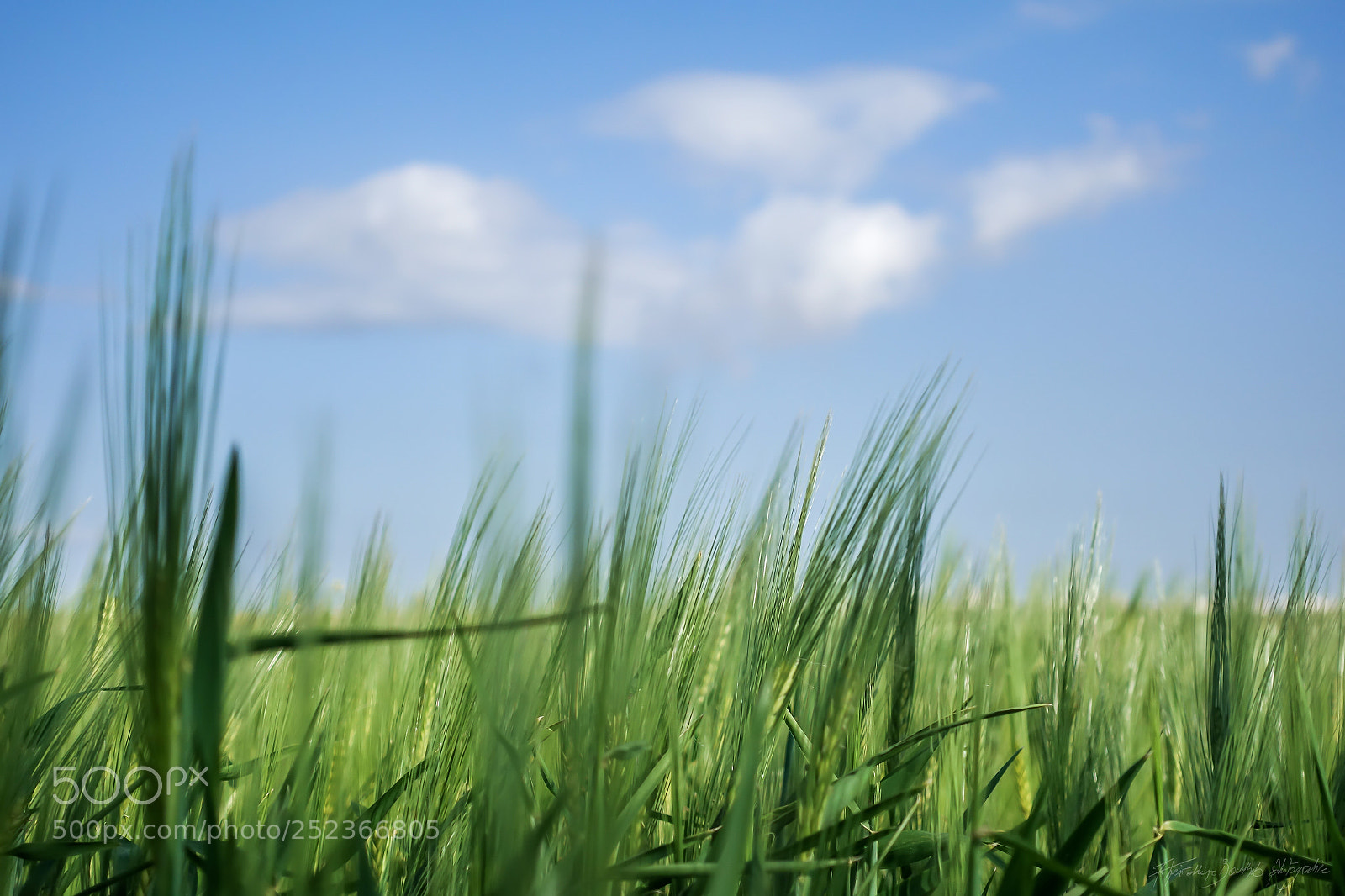 Sony DSC-RX100M5 sample photo. Green and blue photography