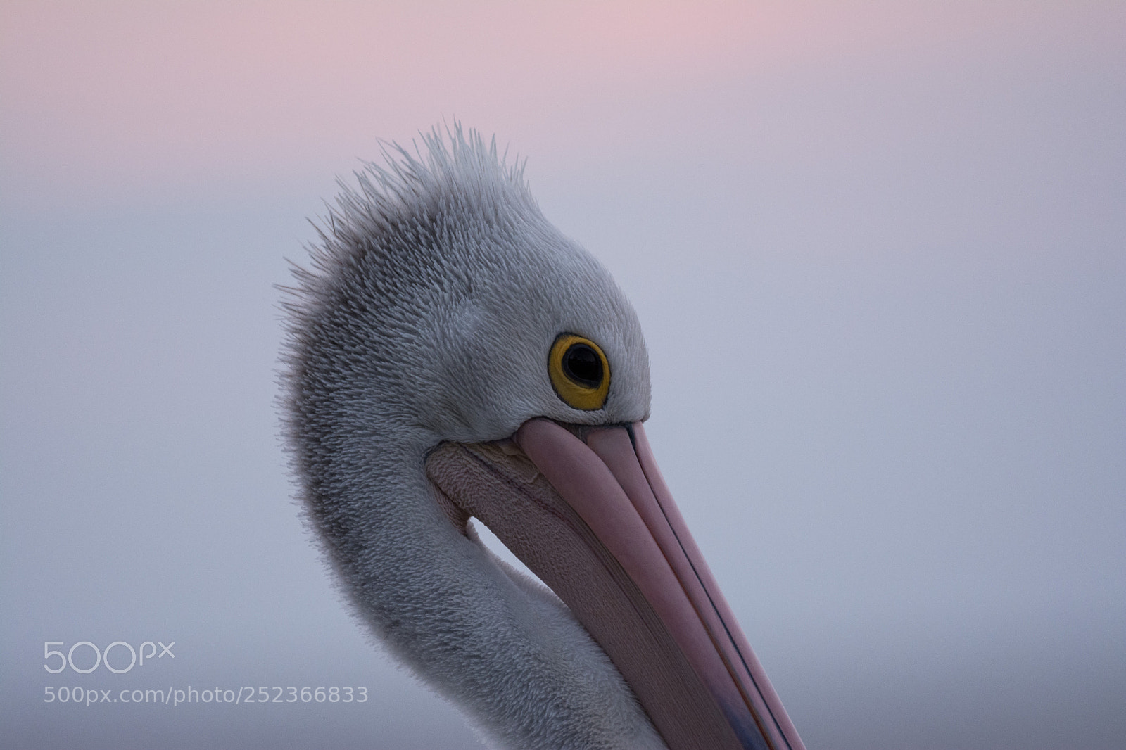 Nikon D5200 sample photo. Twilight pelican photography