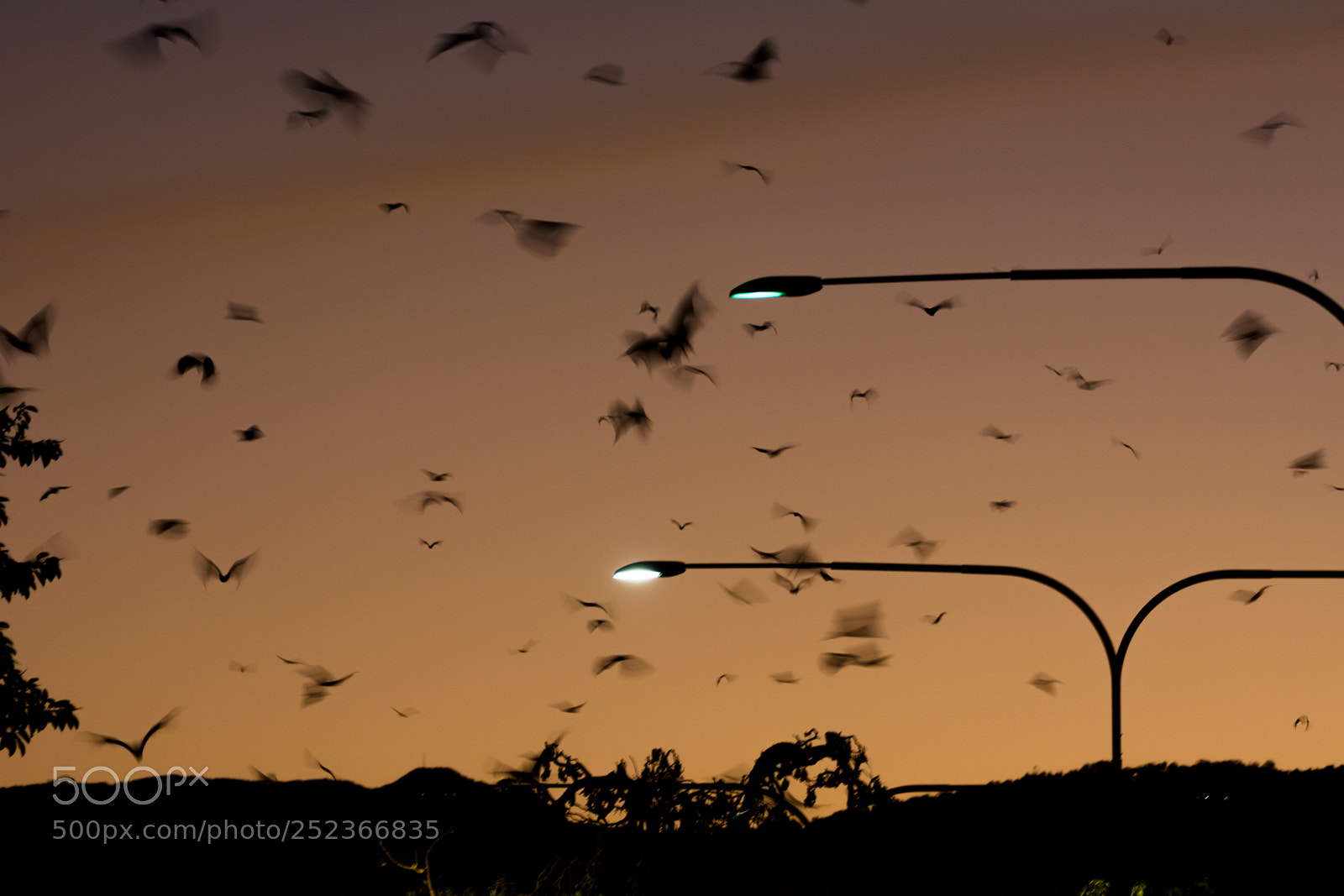 Nikon D5200 sample photo. Flying out photography