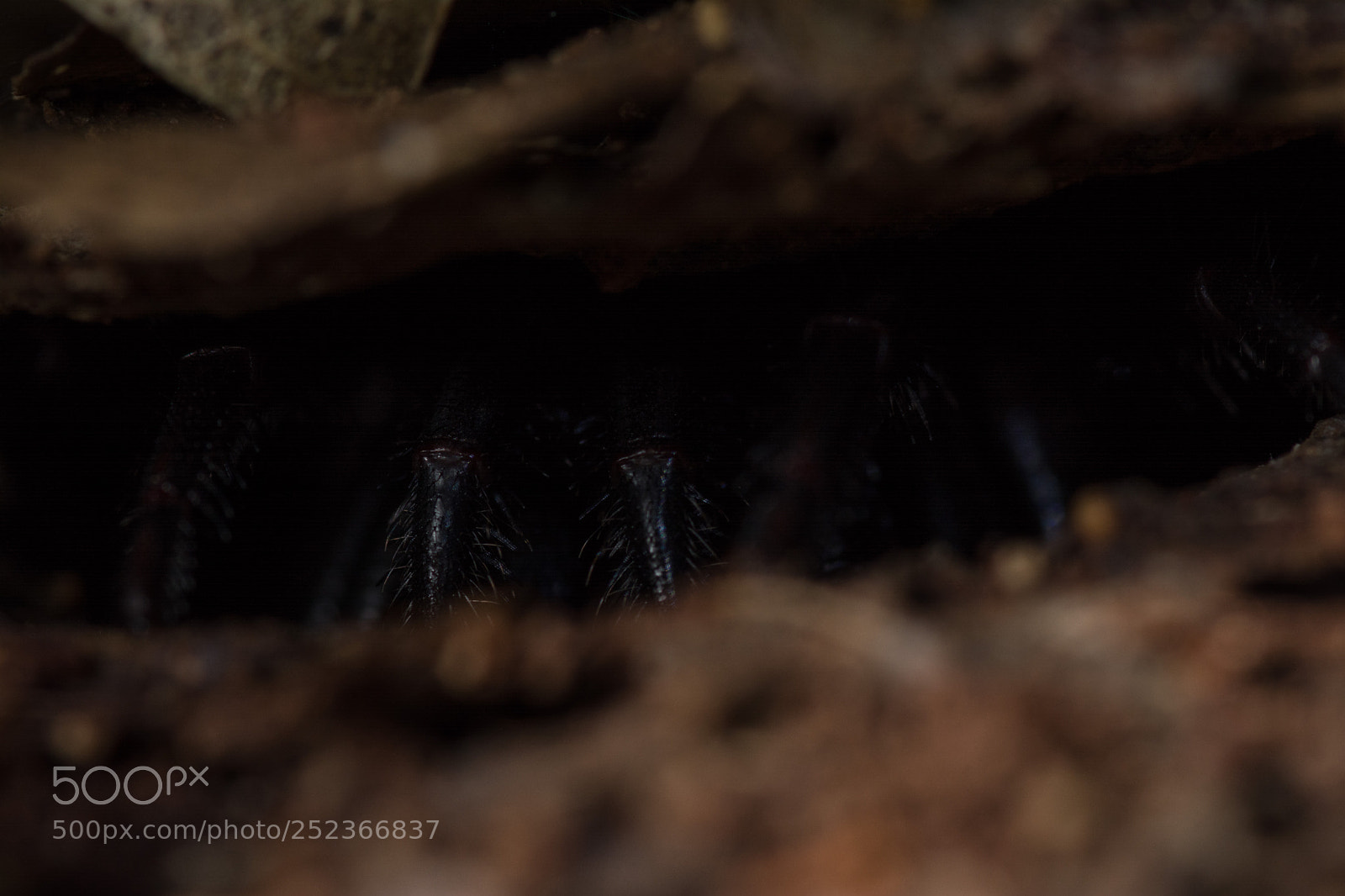 Nikon D5200 sample photo. Trapdoor spider photography