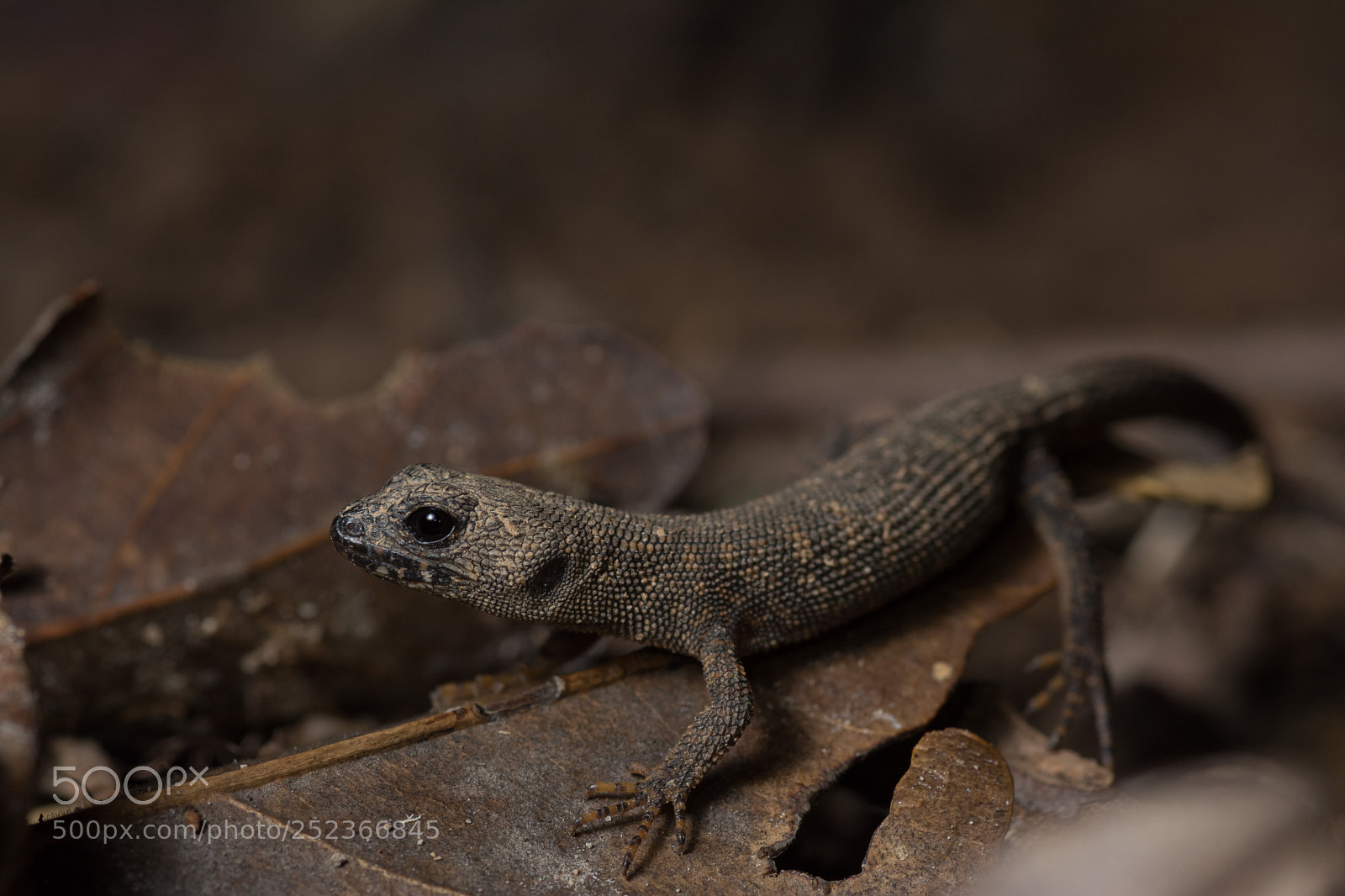 Nikon D5200 sample photo. Prickly forest skink gnypetoscincus photography