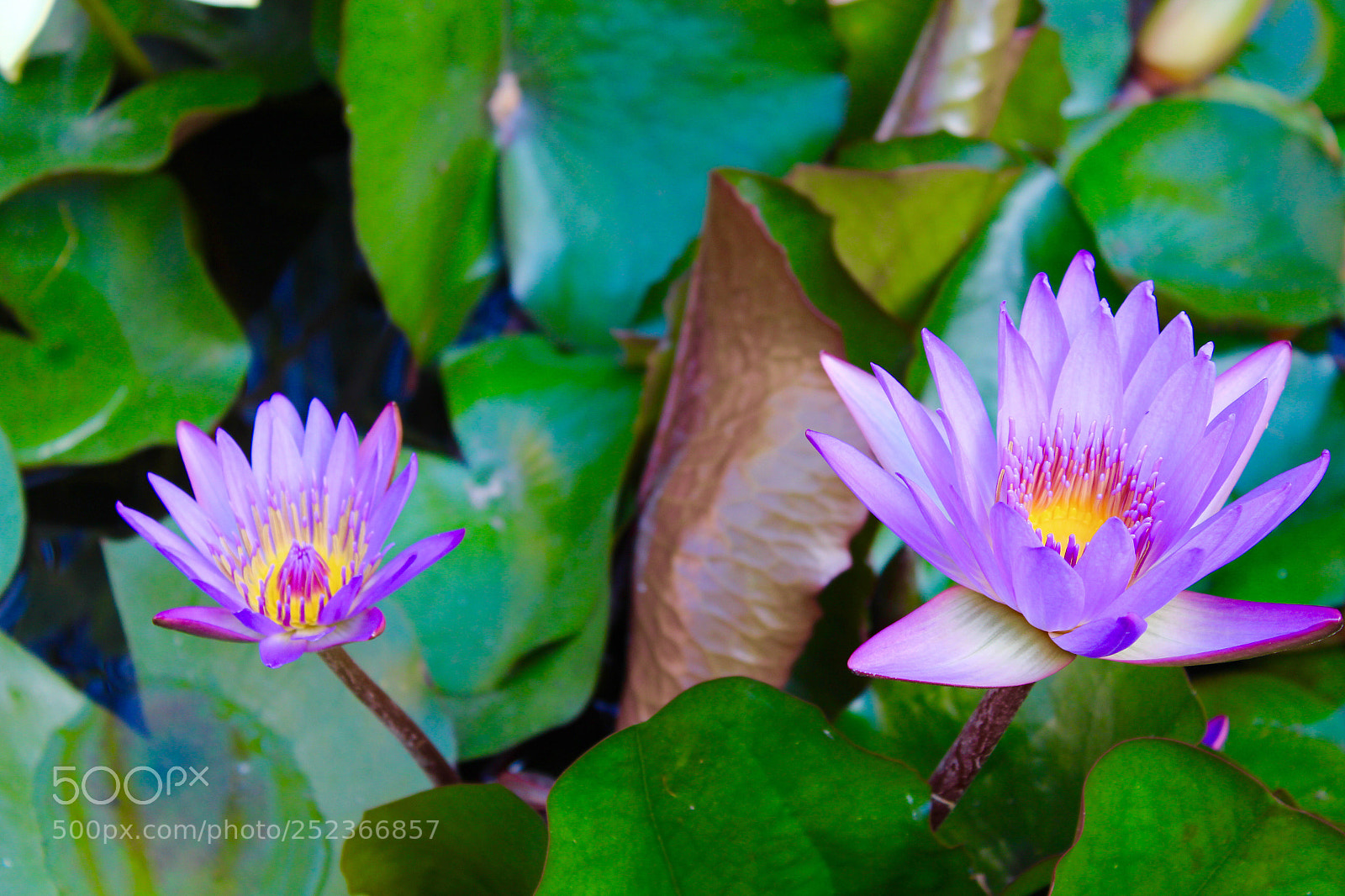 Canon EOS 700D (EOS Rebel T5i / EOS Kiss X7i) sample photo. Water lily photography