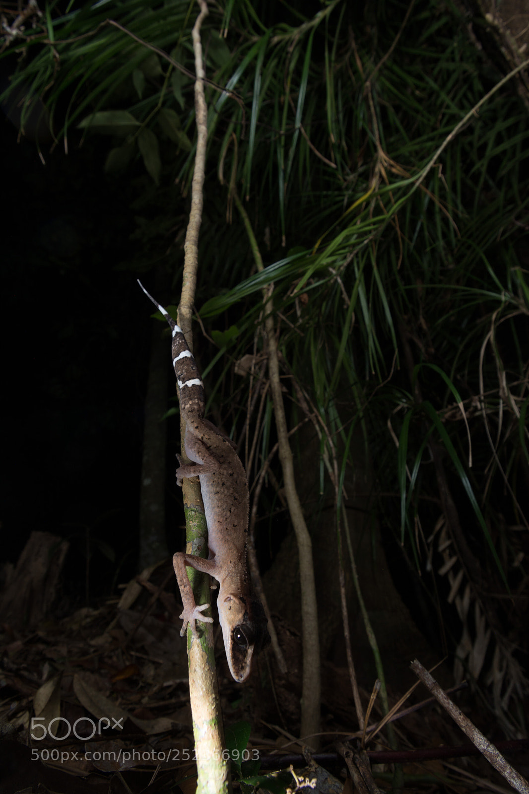 Nikon D5200 sample photo. Chameleon gecko (carphodactylus laevis) photography