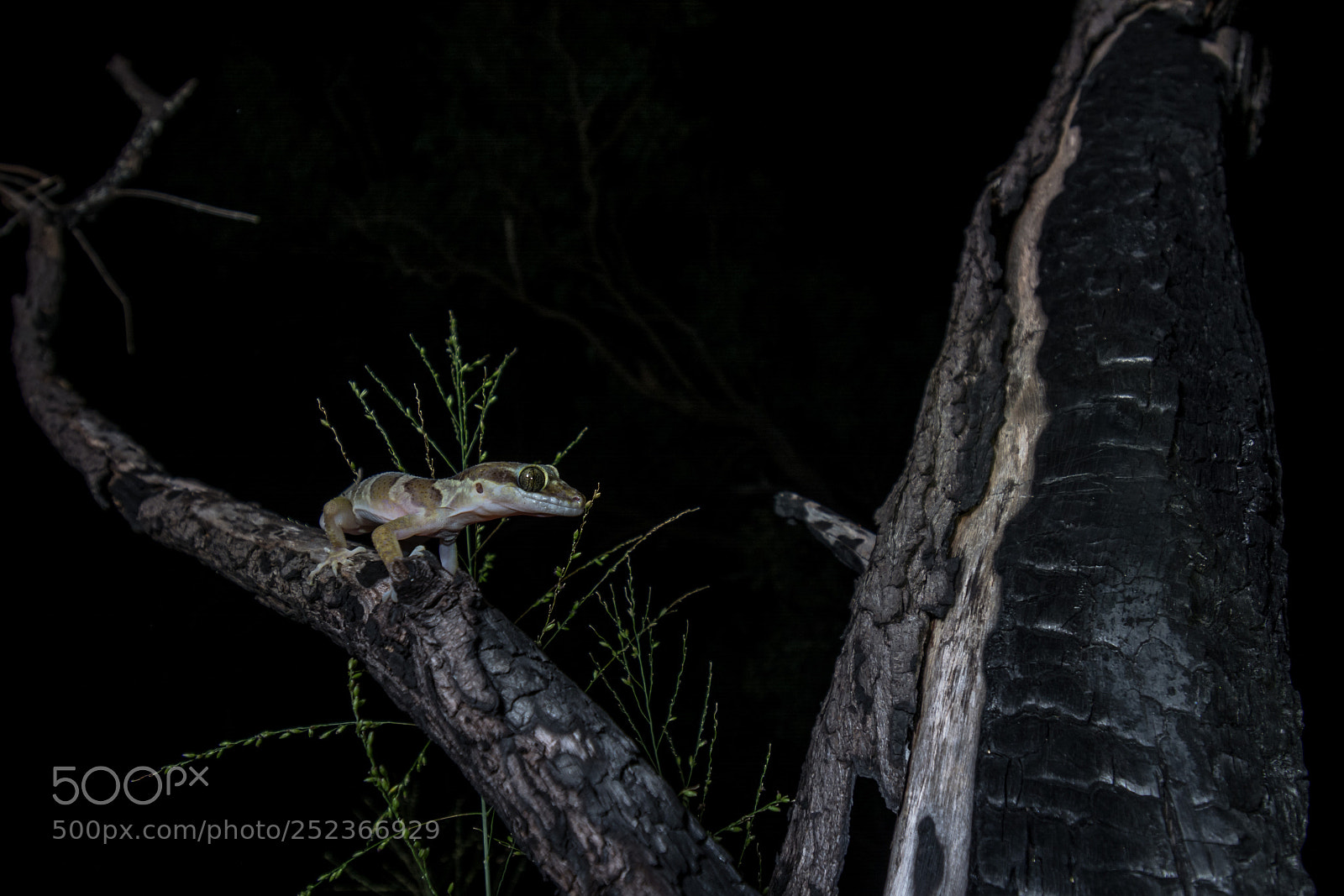 Nikon D5200 sample photo. Inland ring-tailed gecko cyrtodactylus photography